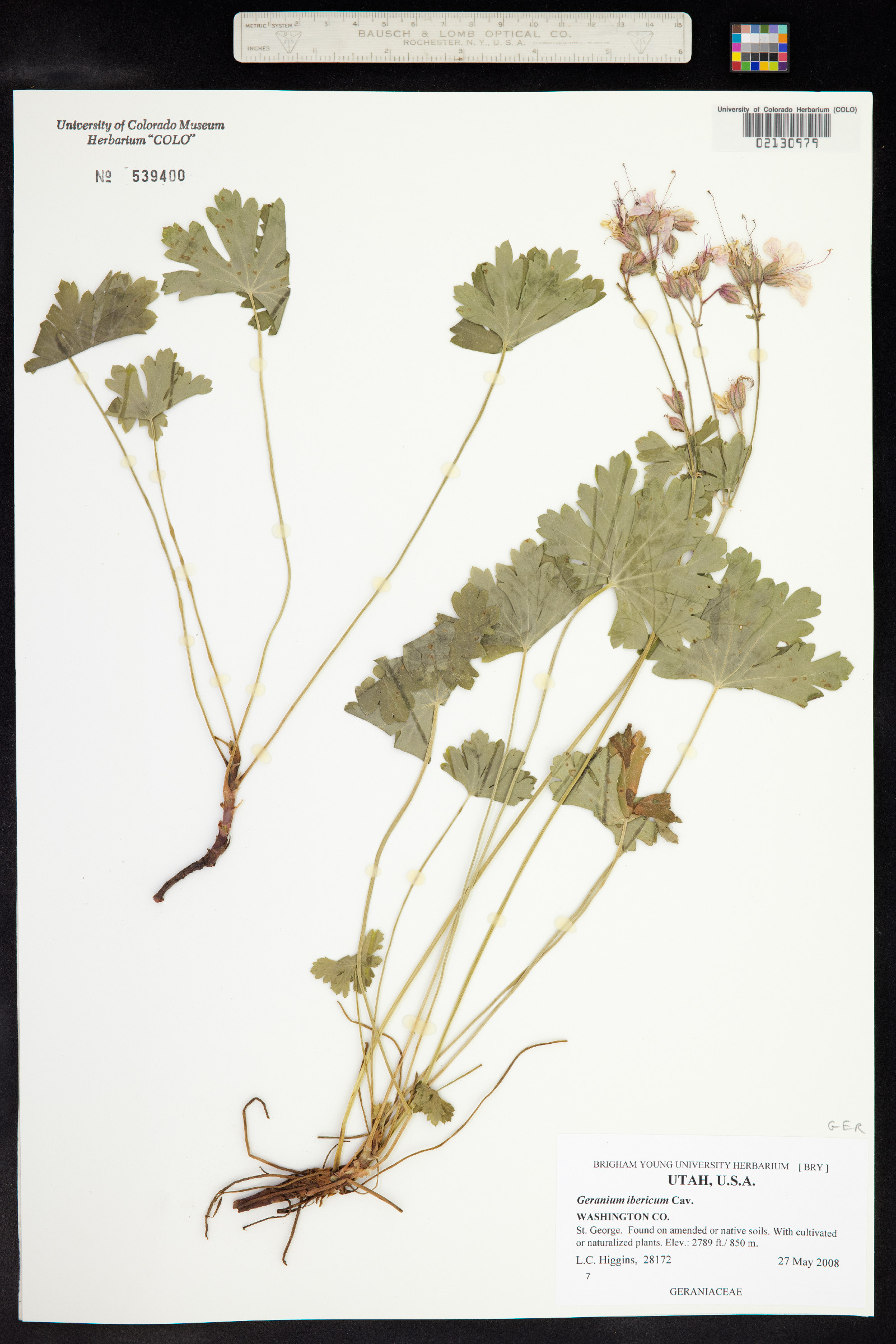 Geranium ibericum image