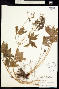 Image of Geranium maculatum