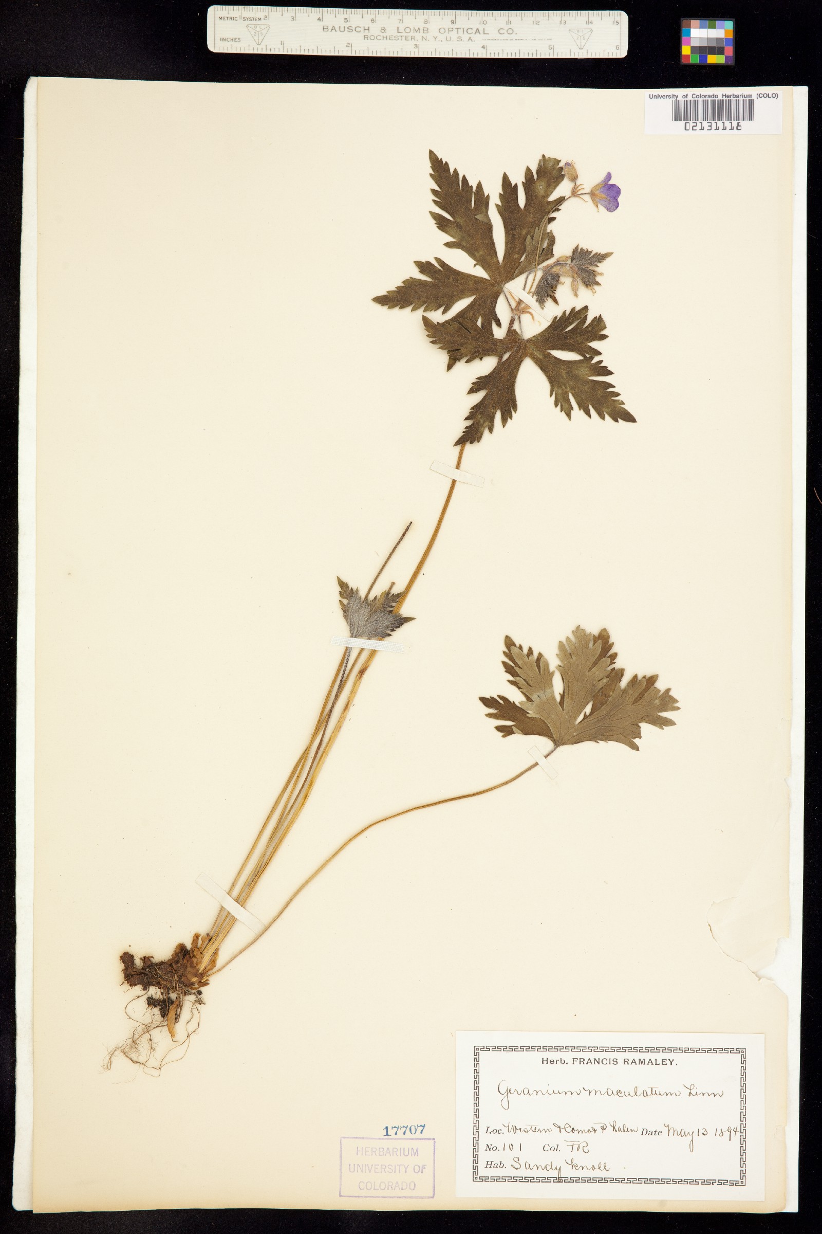 Geranium maculatum image