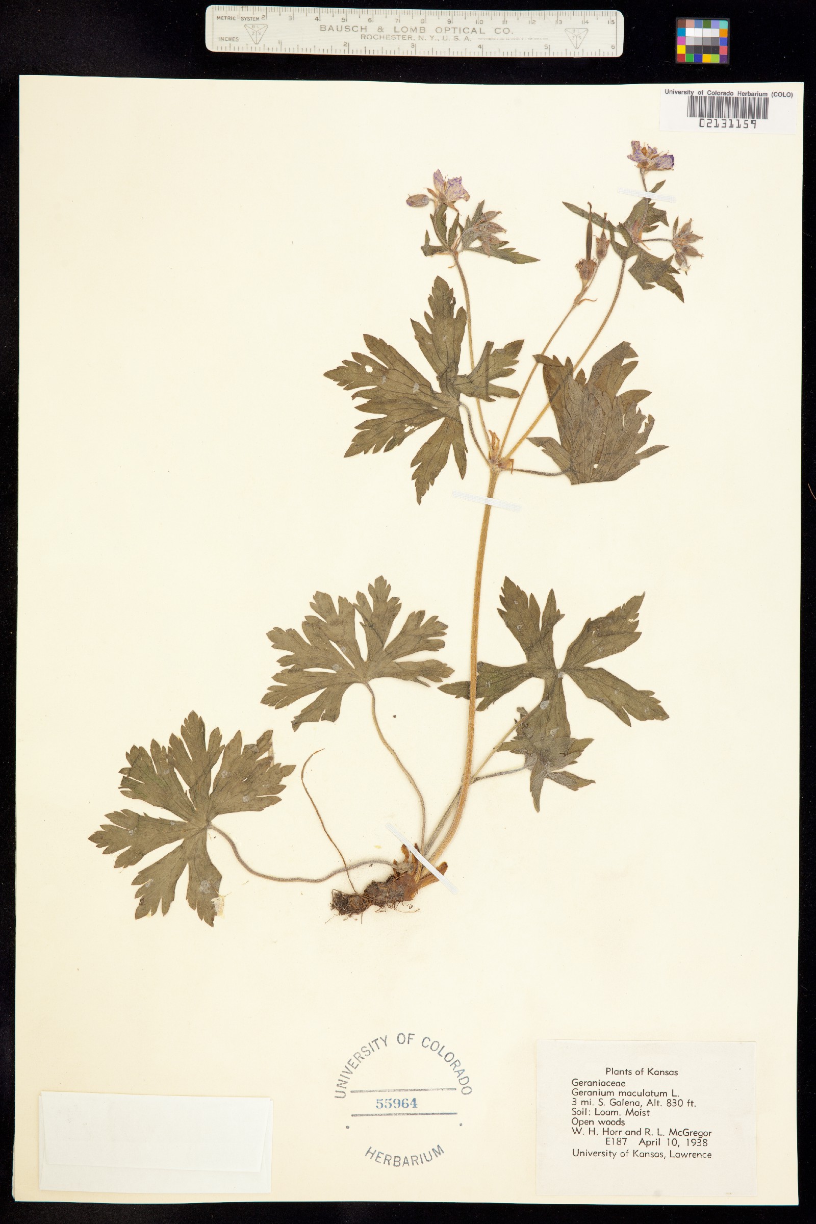 Geranium maculatum image
