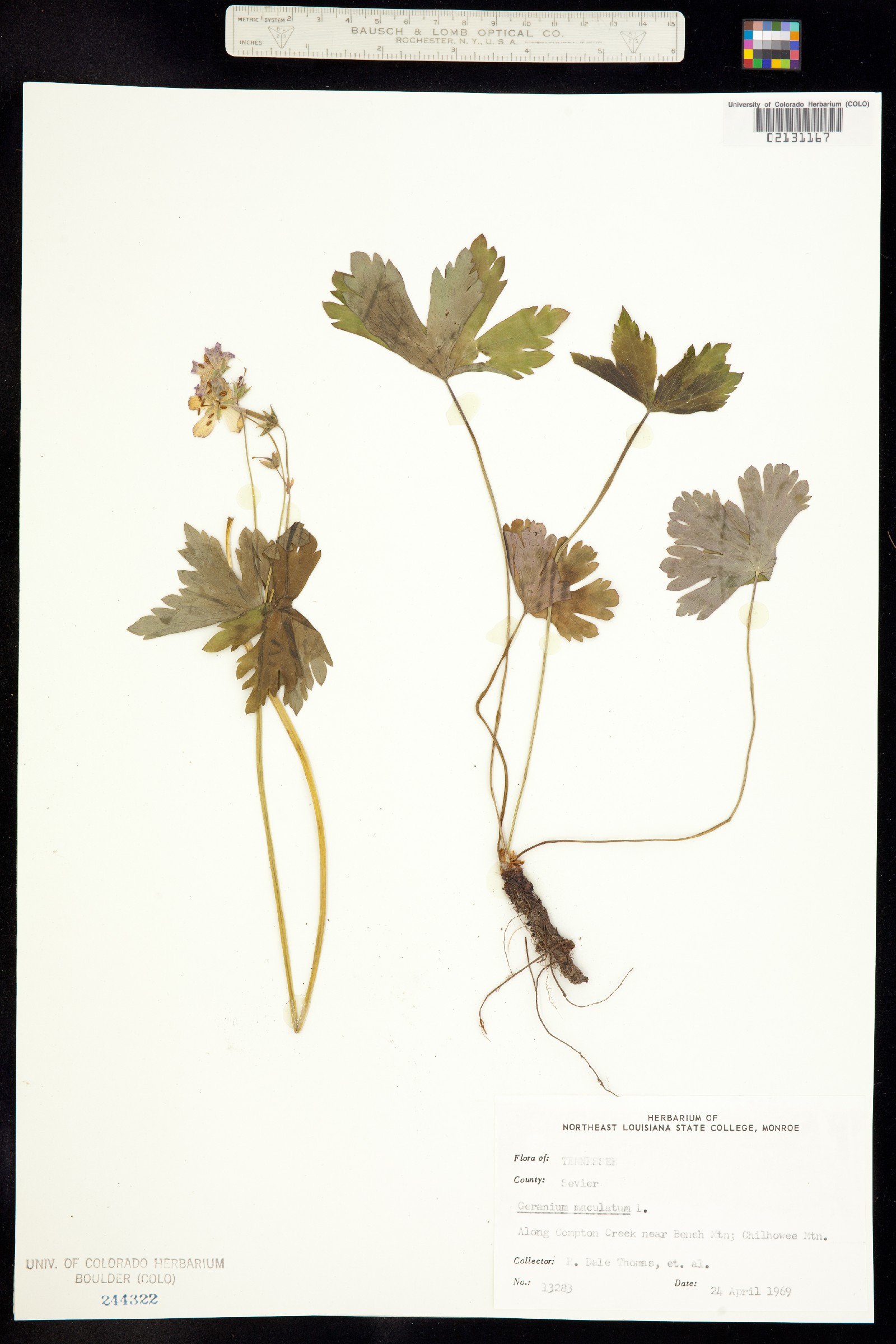 Geranium maculatum image