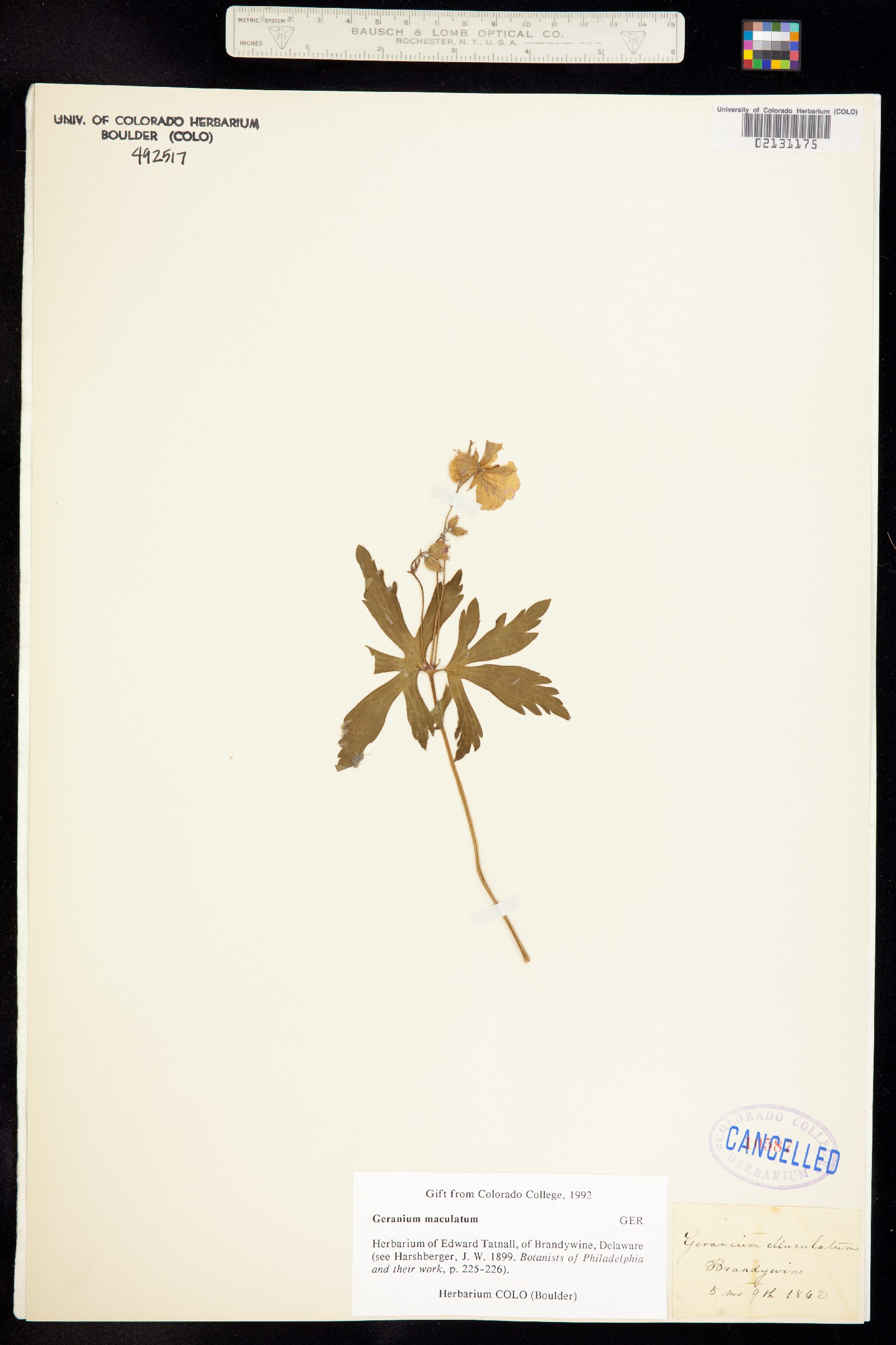 Geranium maculatum image