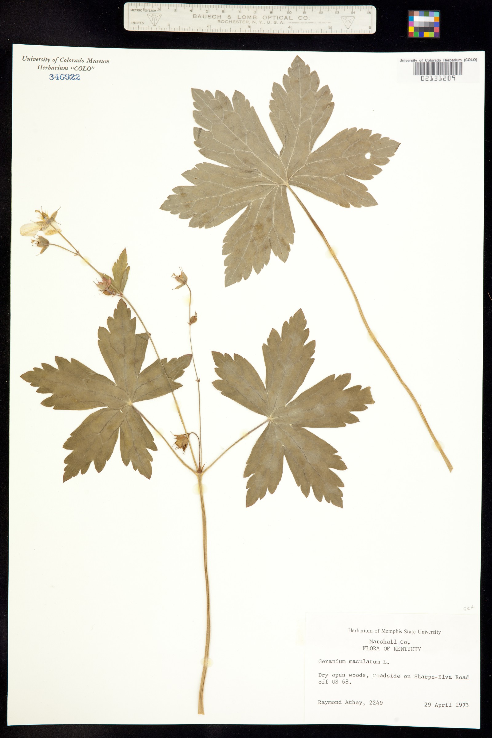 Geranium maculatum image