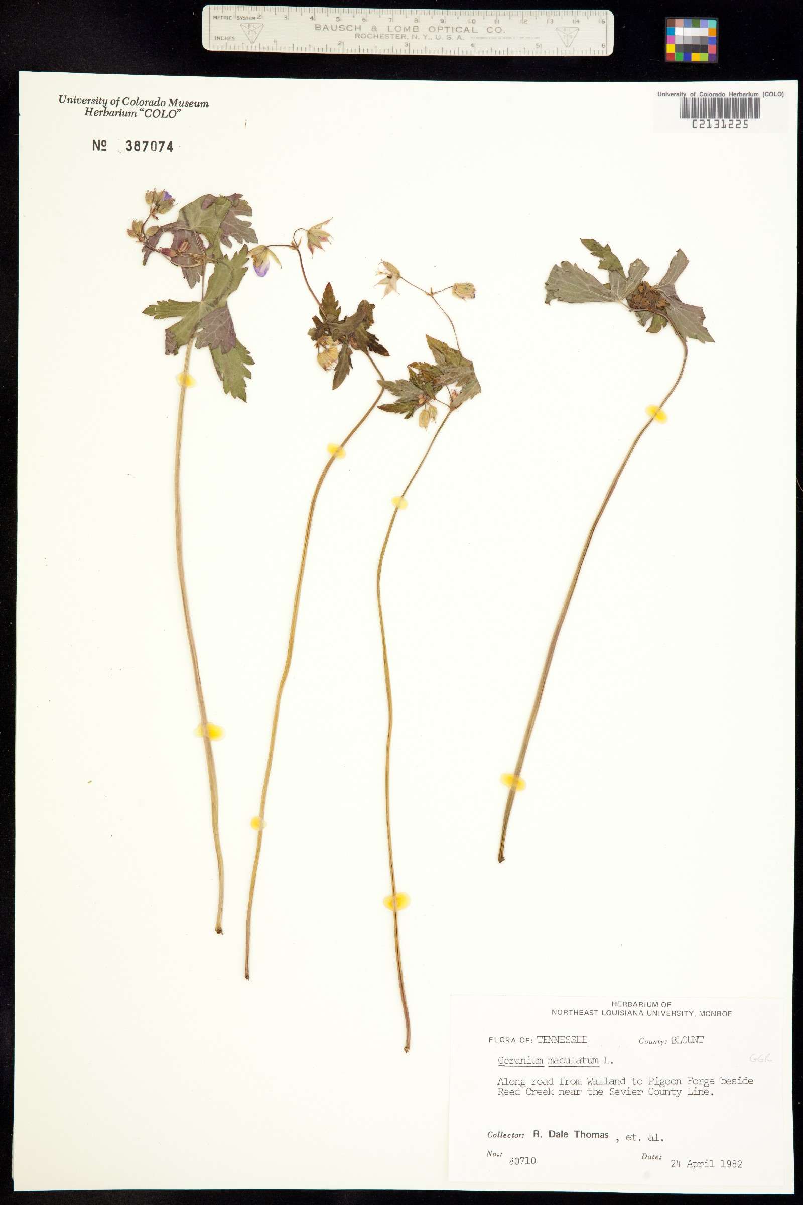 Geranium maculatum image