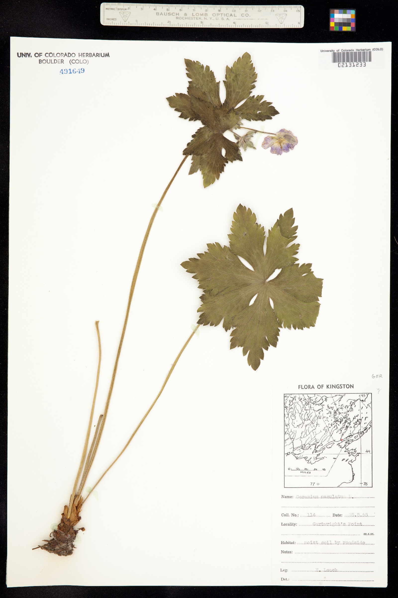 Geranium maculatum image