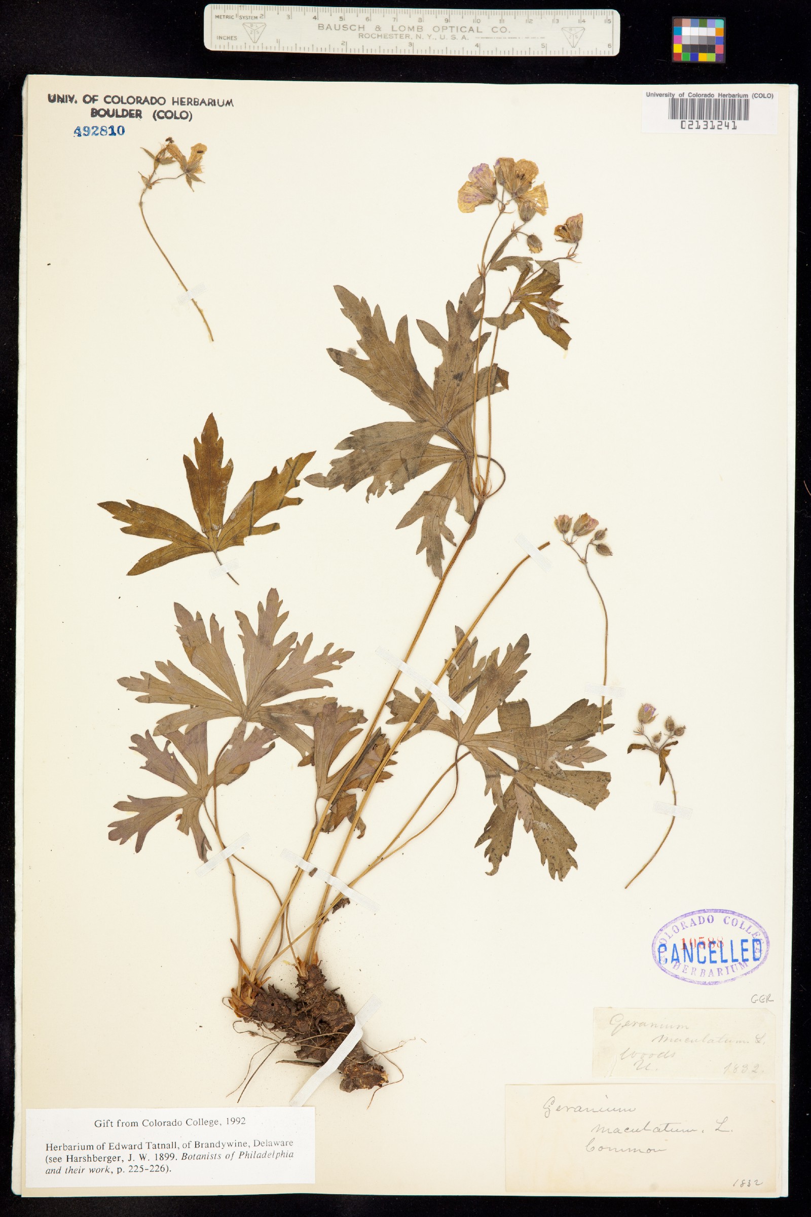 Geranium maculatum image