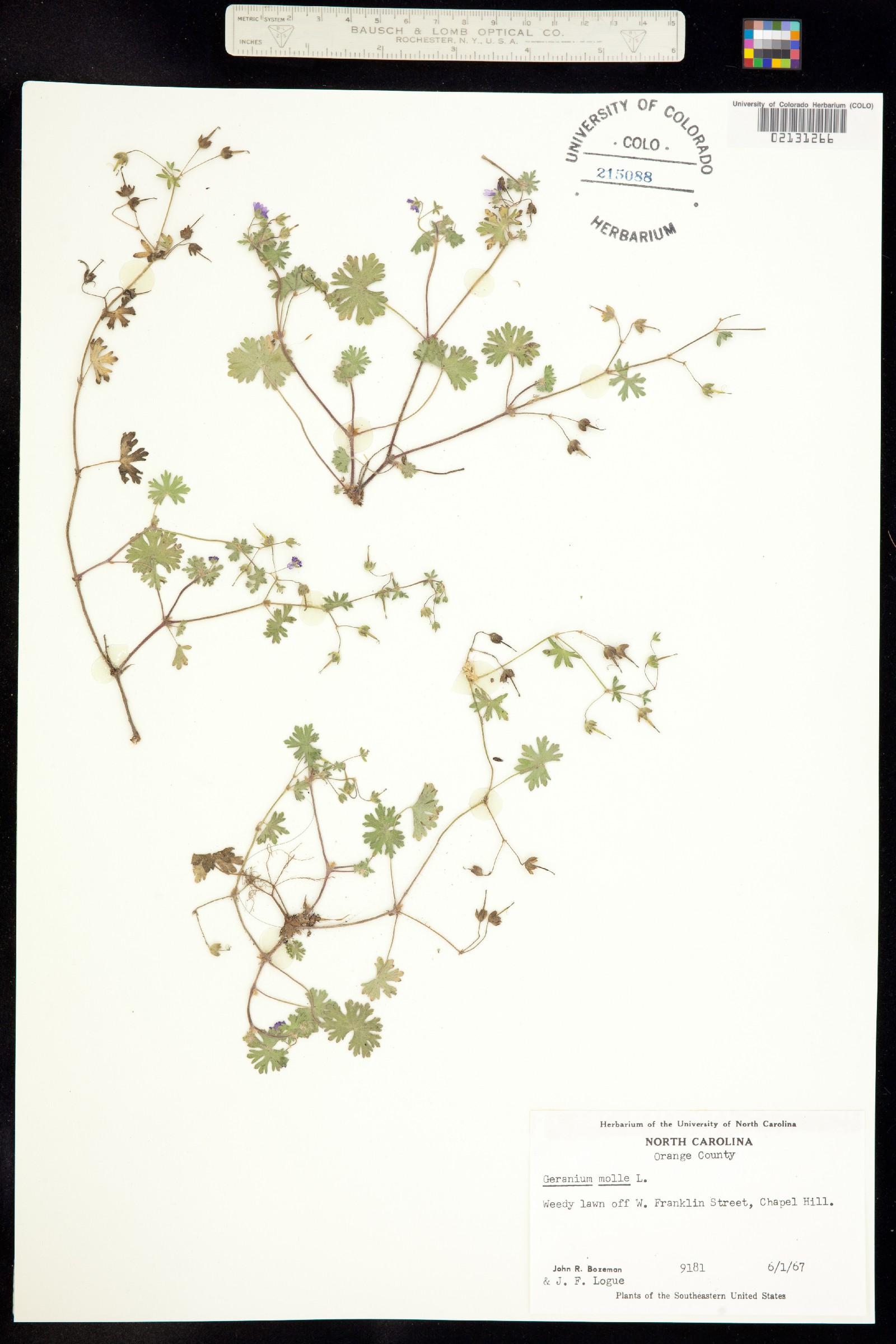 Geranium molle image