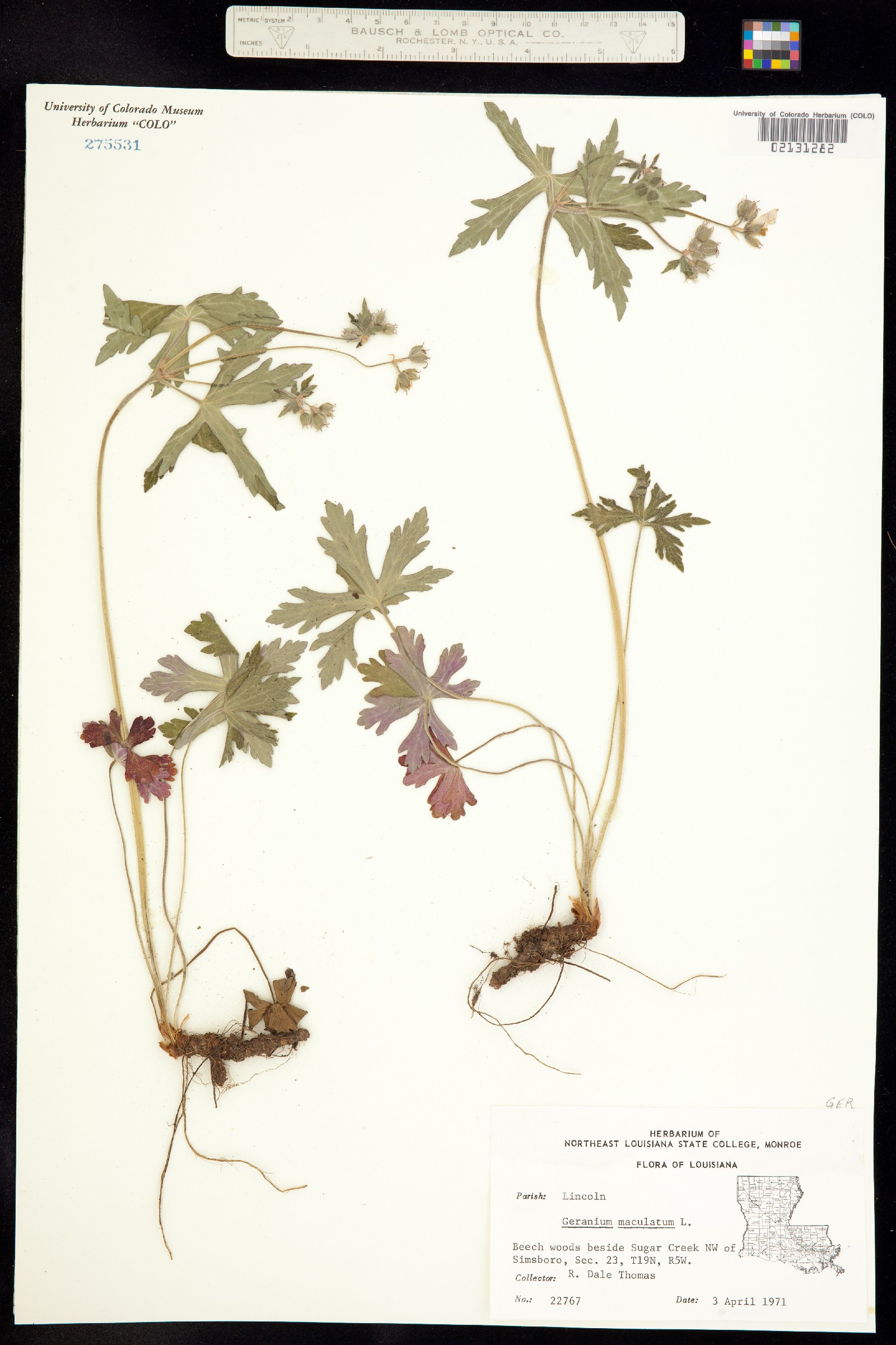 Geranium maculatum image