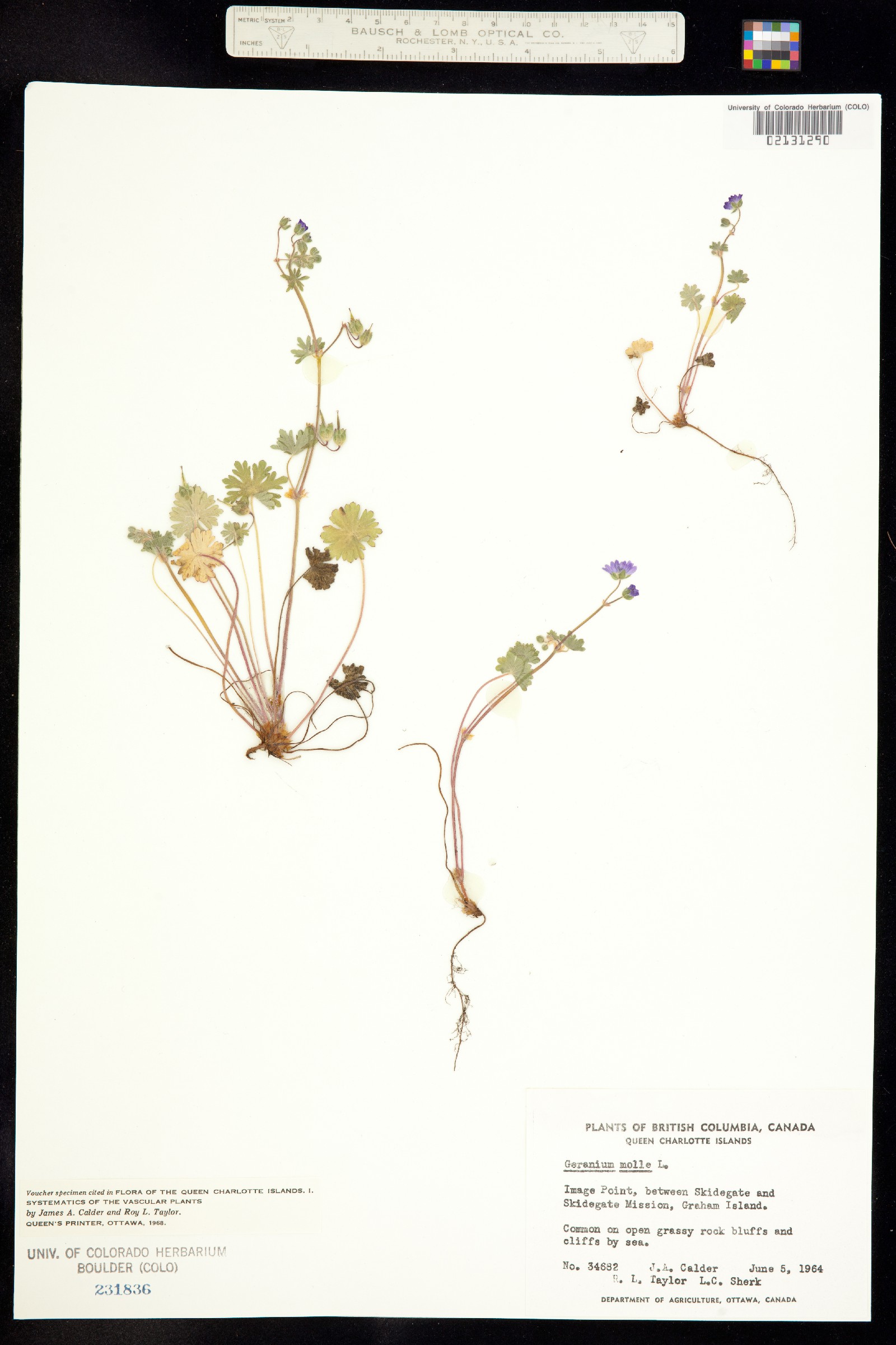 Geranium molle image
