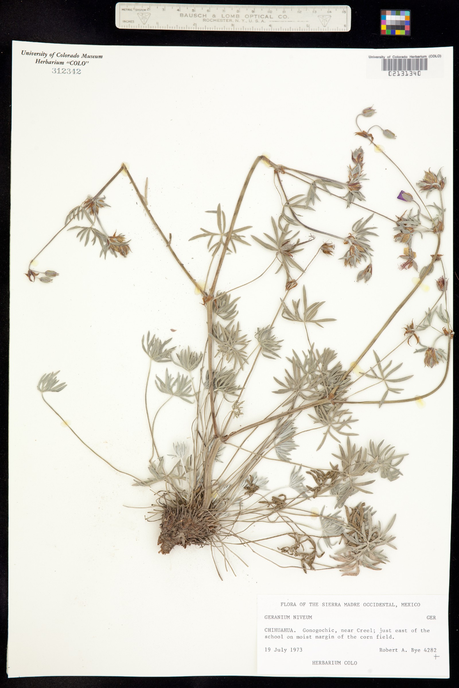 Geranium niveum image