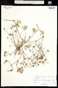 Geranium niveum image