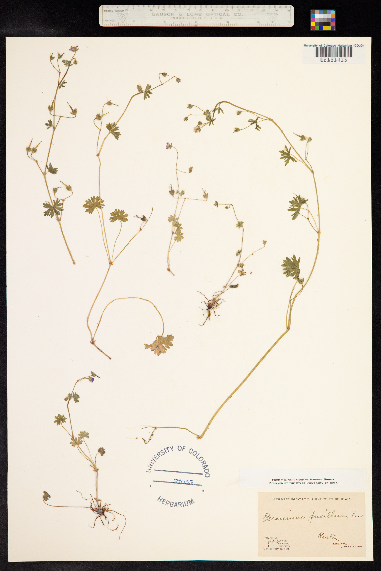 Geranium pusillum image