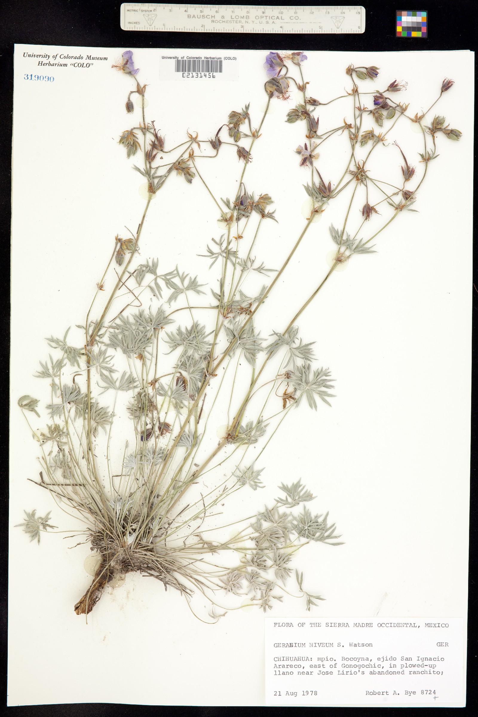 Geranium niveum image