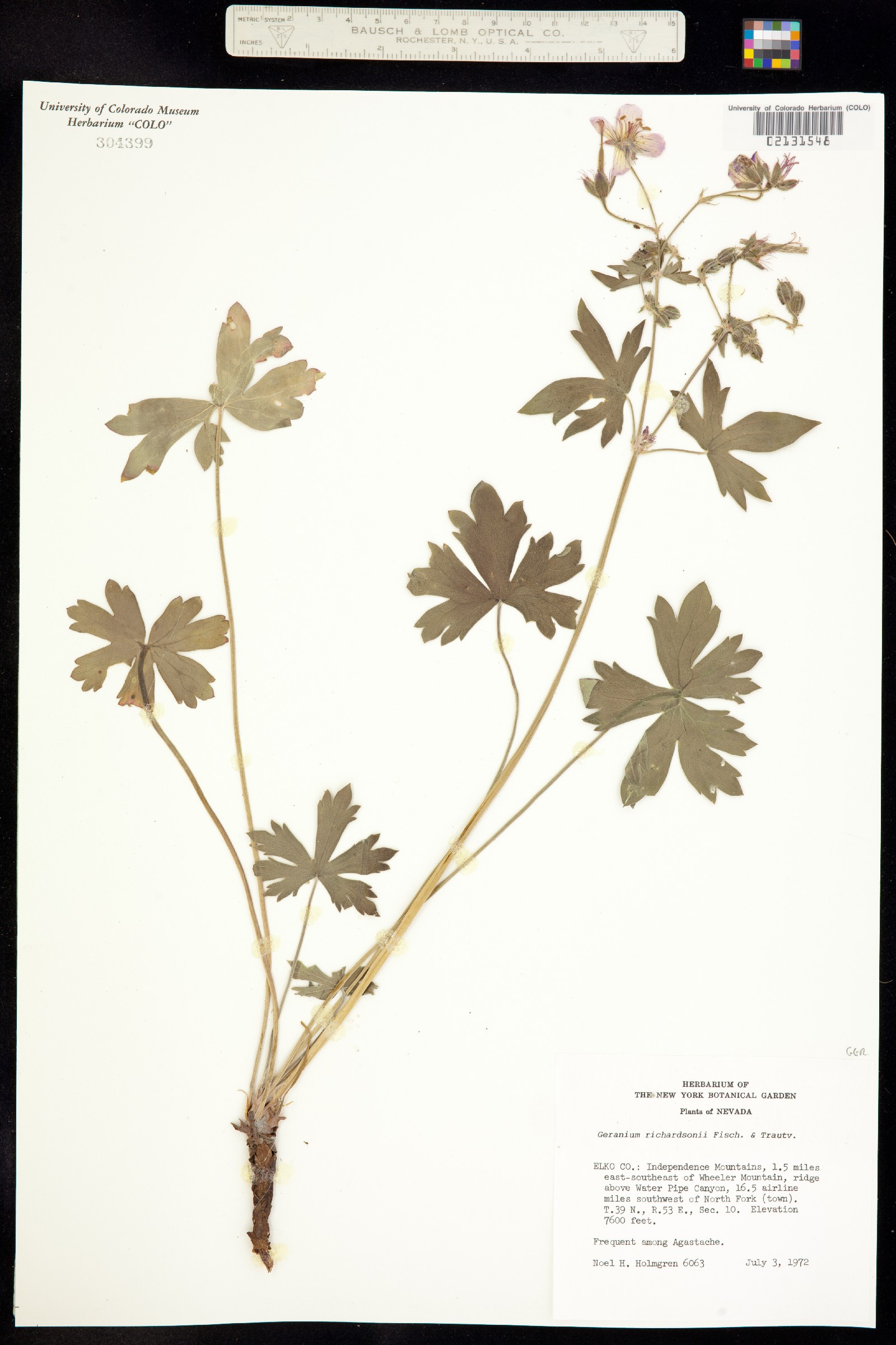 Geranium richardsonii image