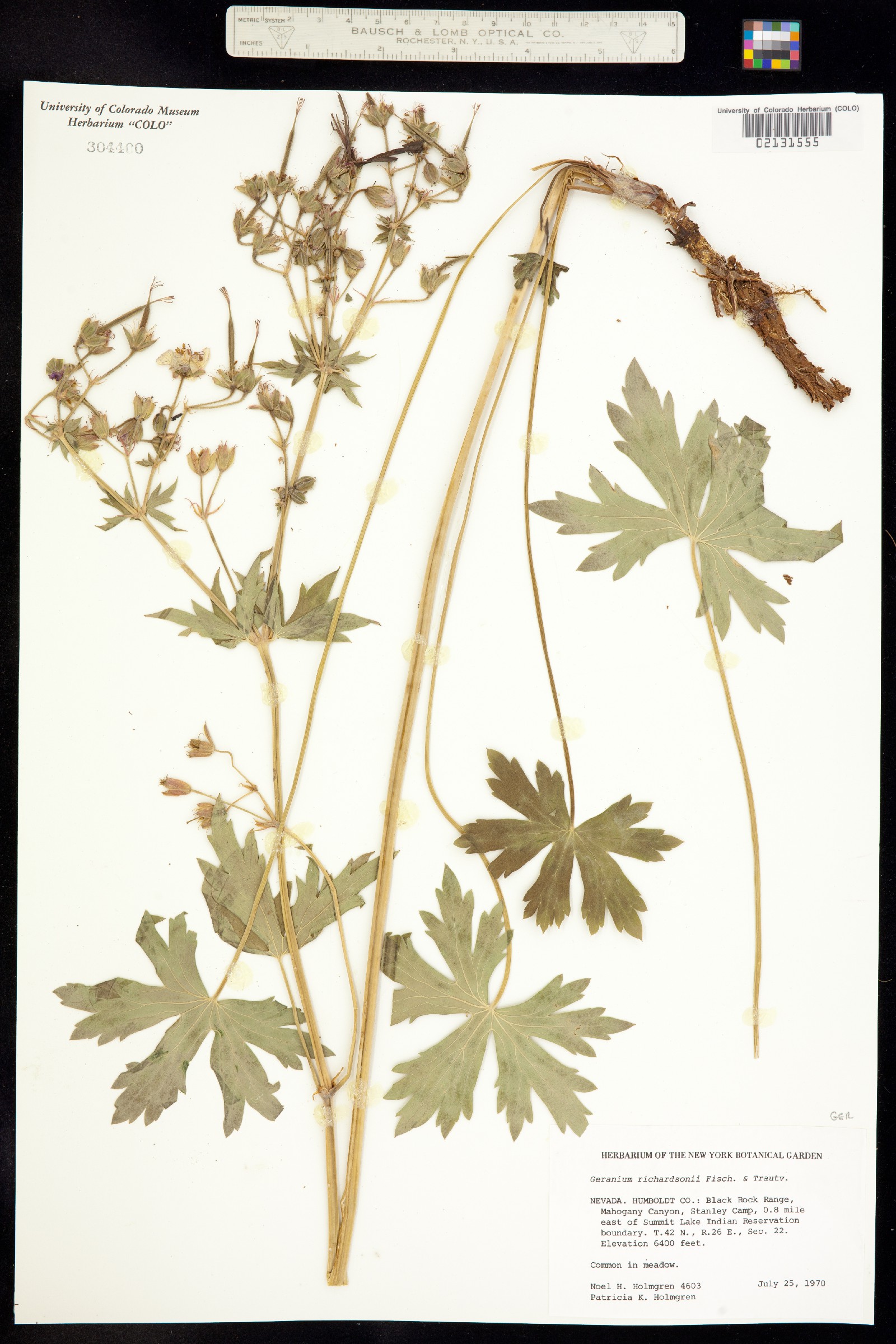 Geranium richardsonii image