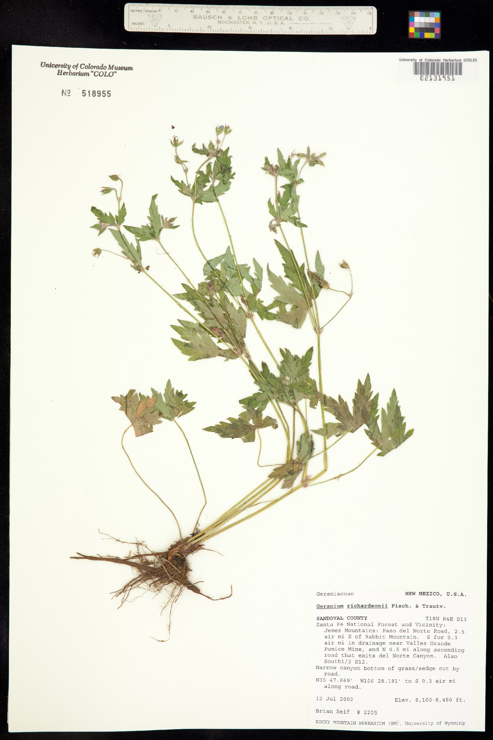 Geranium richardsonii image