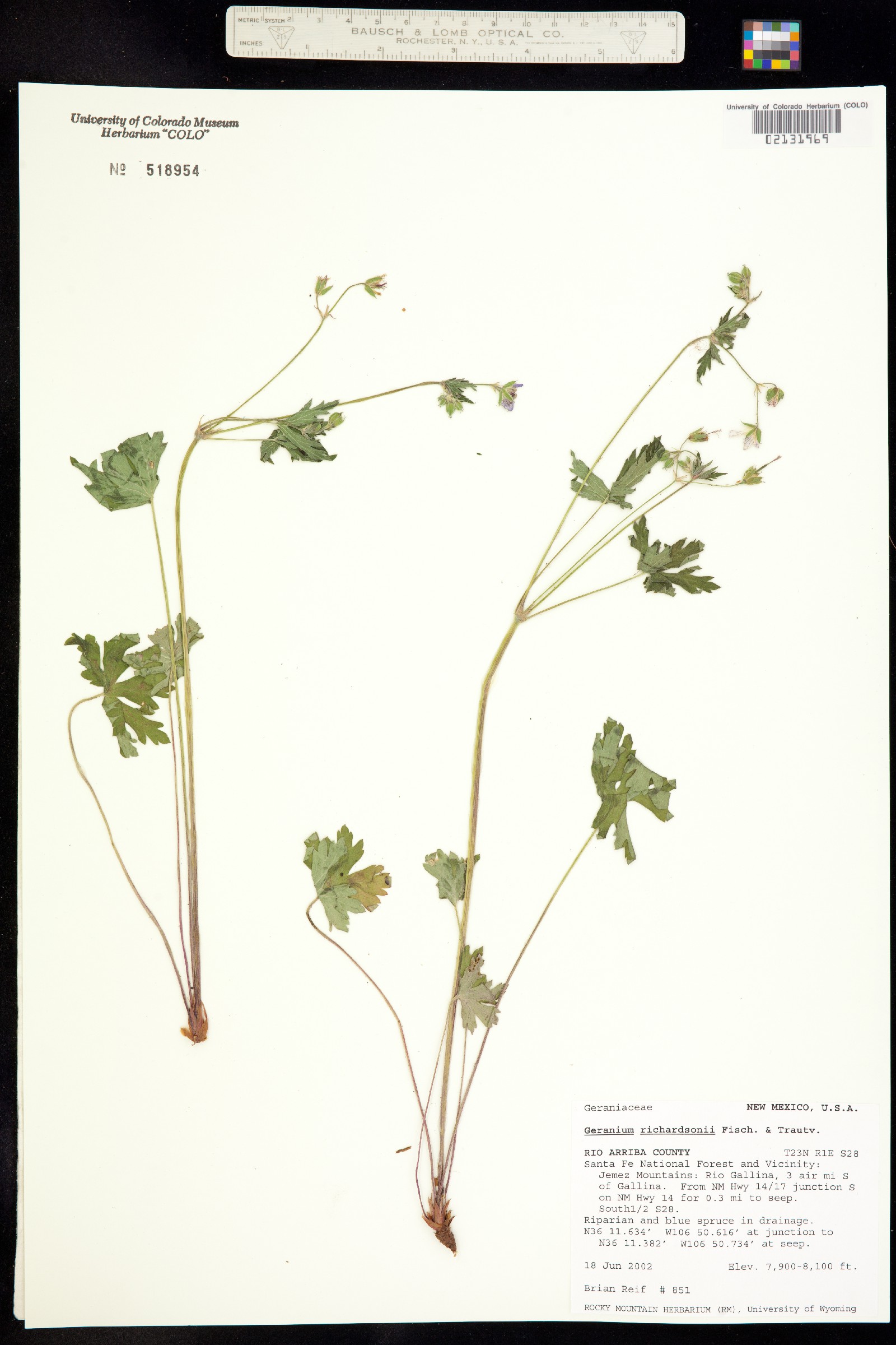 Geranium richardsonii image