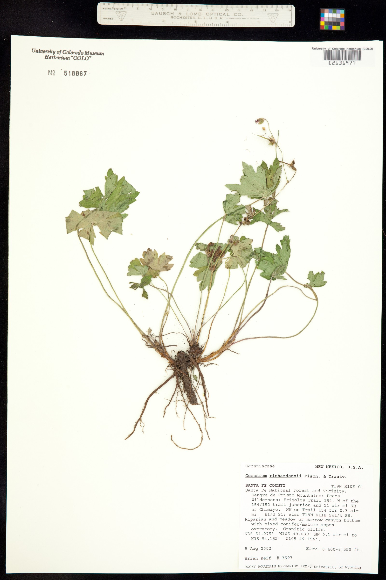 Geranium richardsonii image