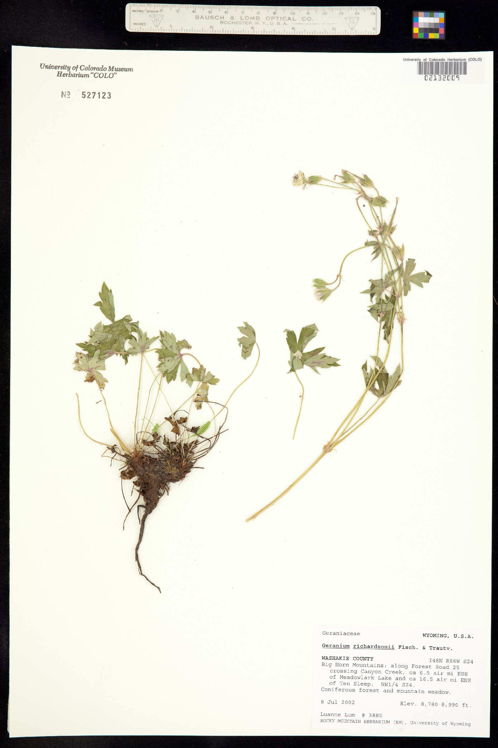 Geranium richardsonii image