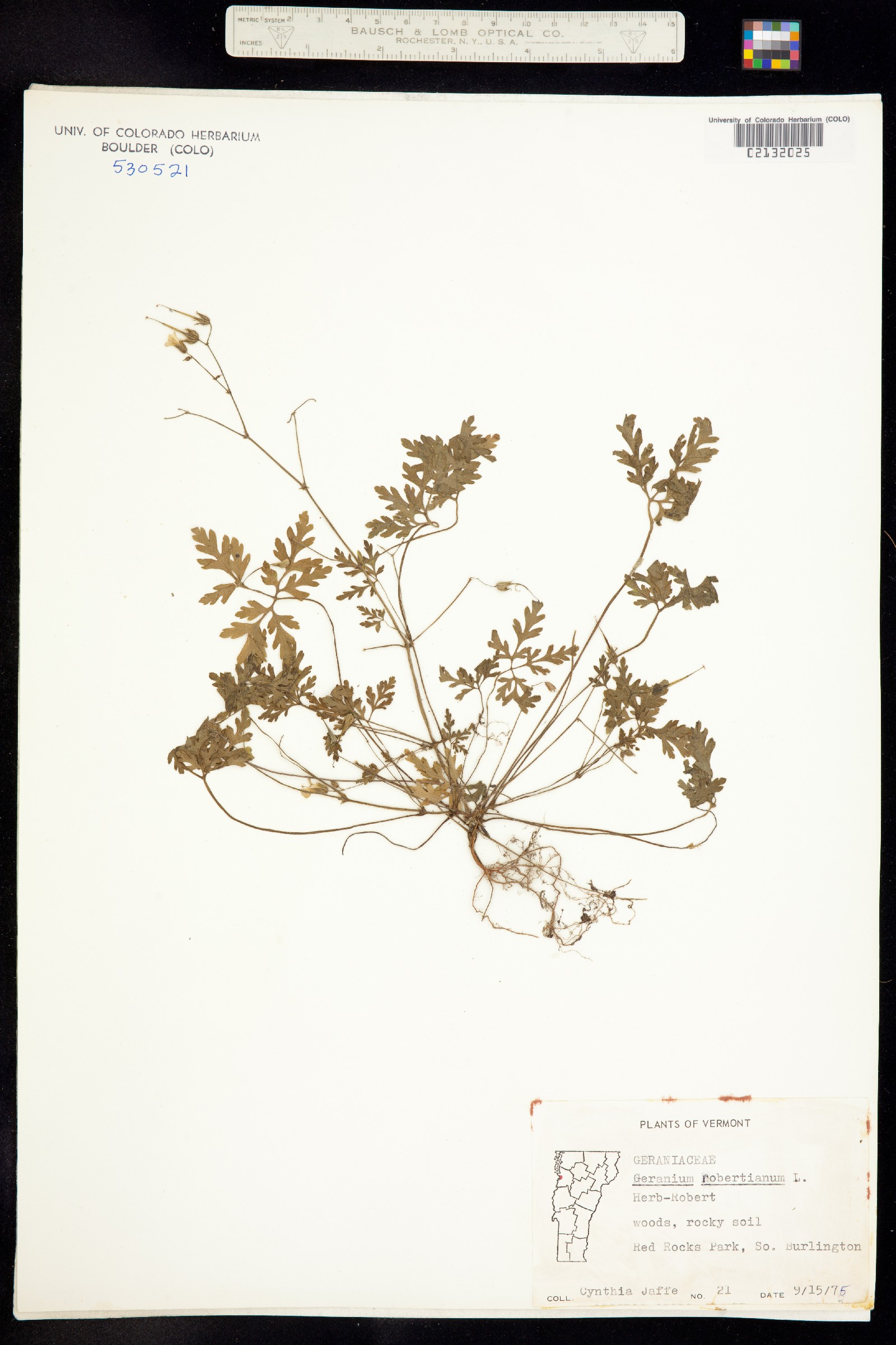 Geranium robertianum image