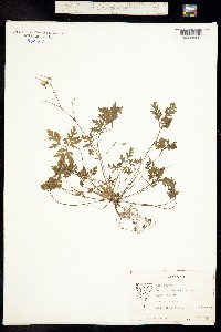 Image of Geranium robertianum