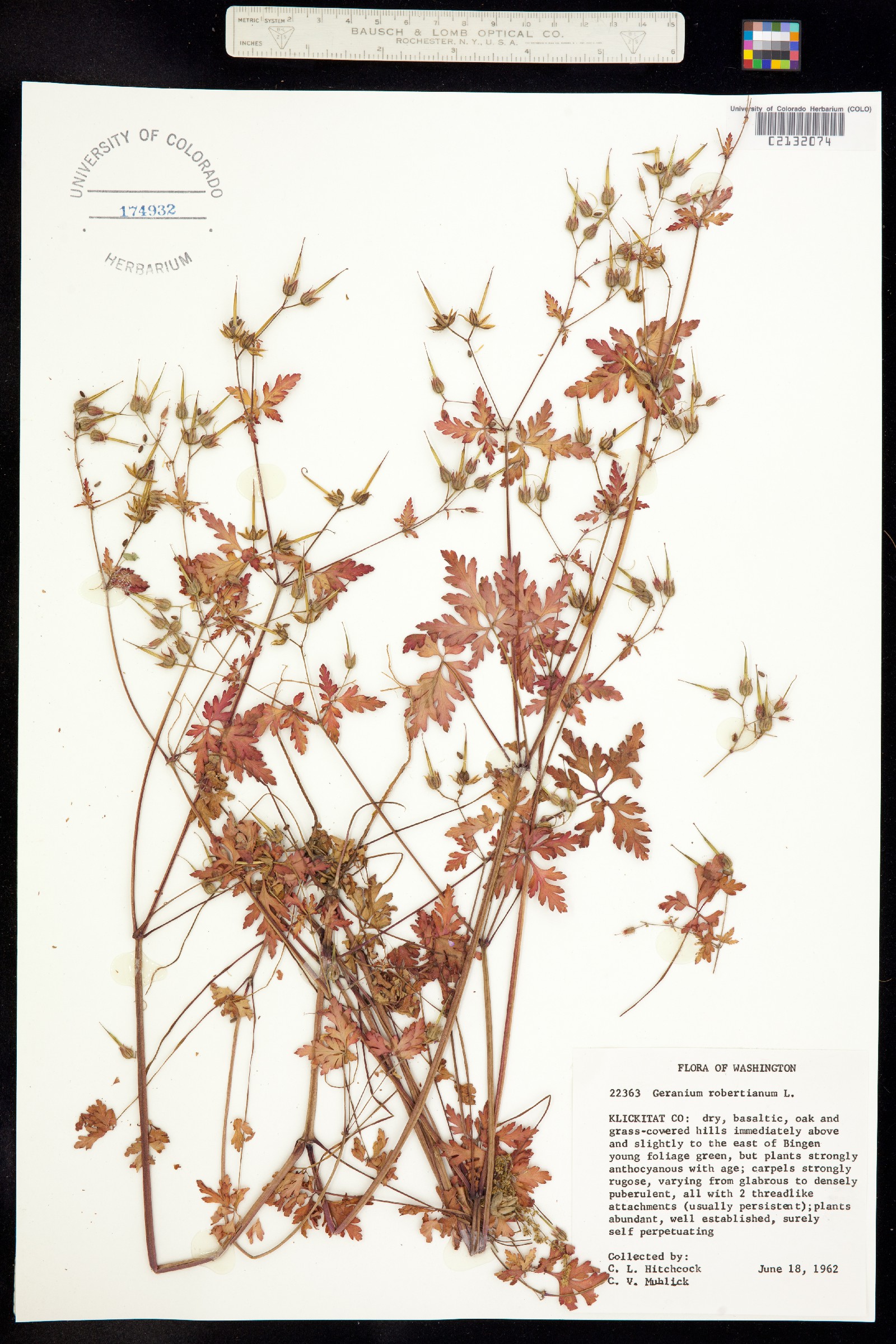 Geranium robertianum image