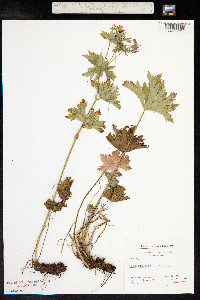 Geranium sylvaticum image