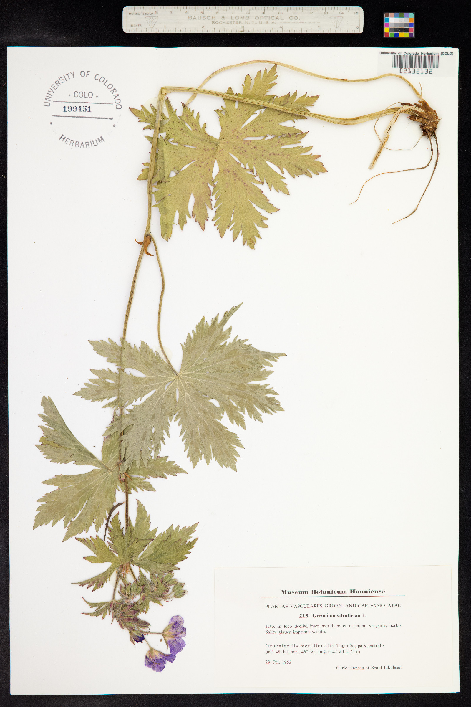 Geranium sylvaticum image