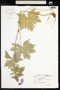 Geranium sylvaticum image