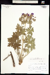 Geranium trolliifolium image