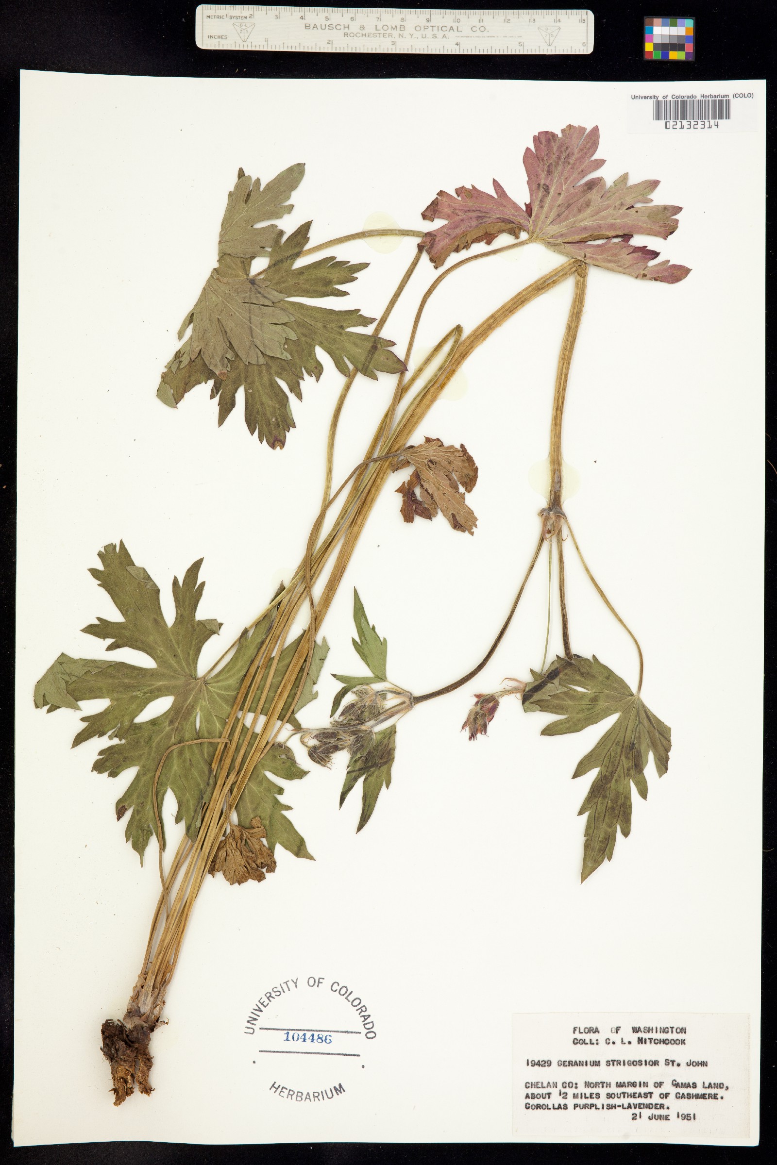Geranium viscosissimum var. incisum image