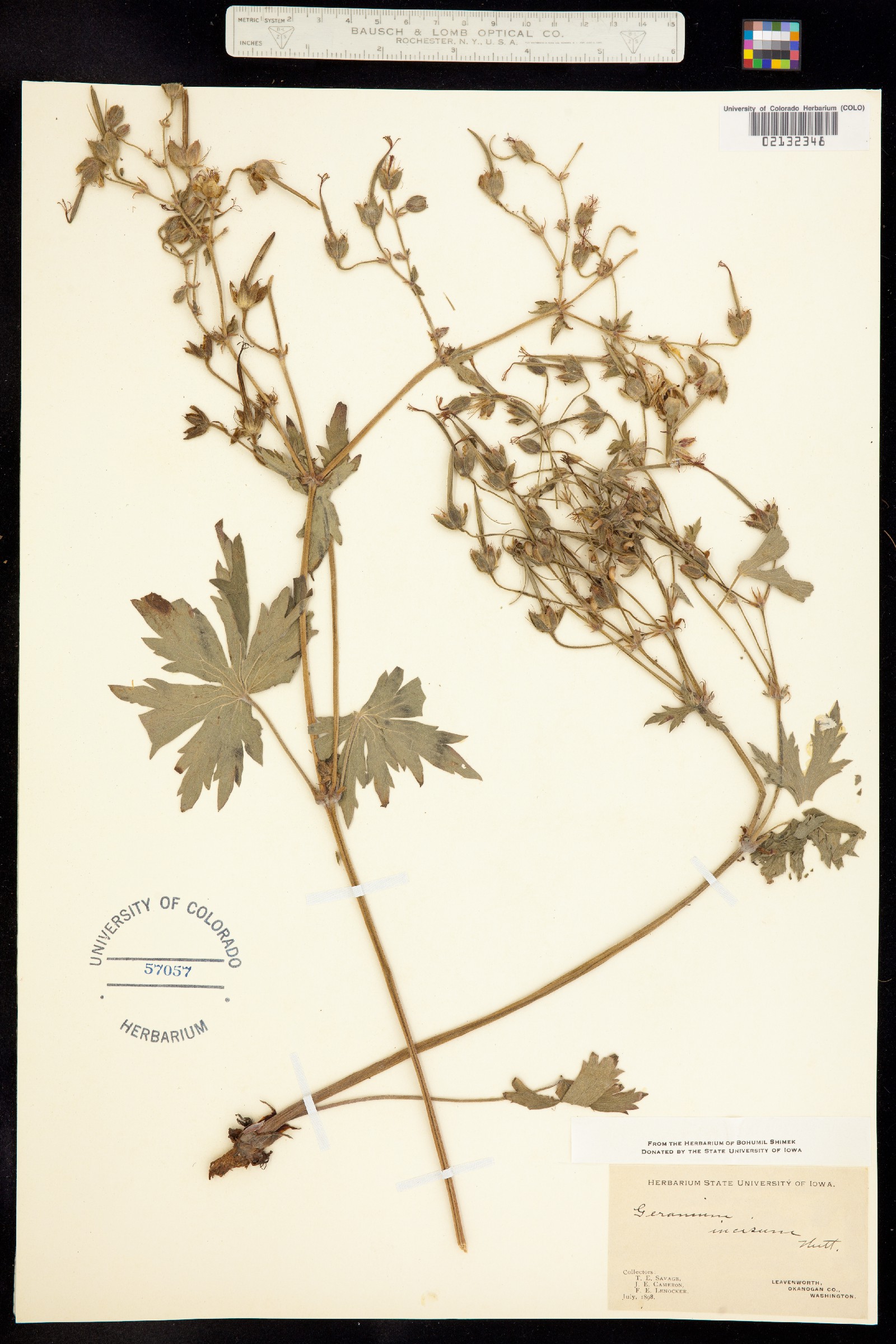 Geranium viscosissimum image