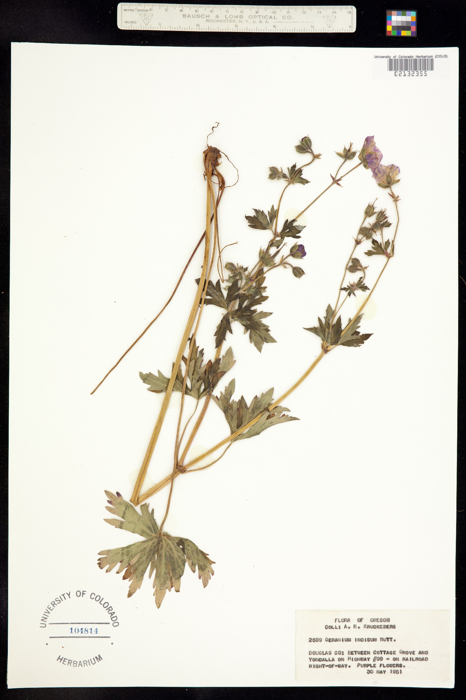 Geranium viscosissimum var. incisum image