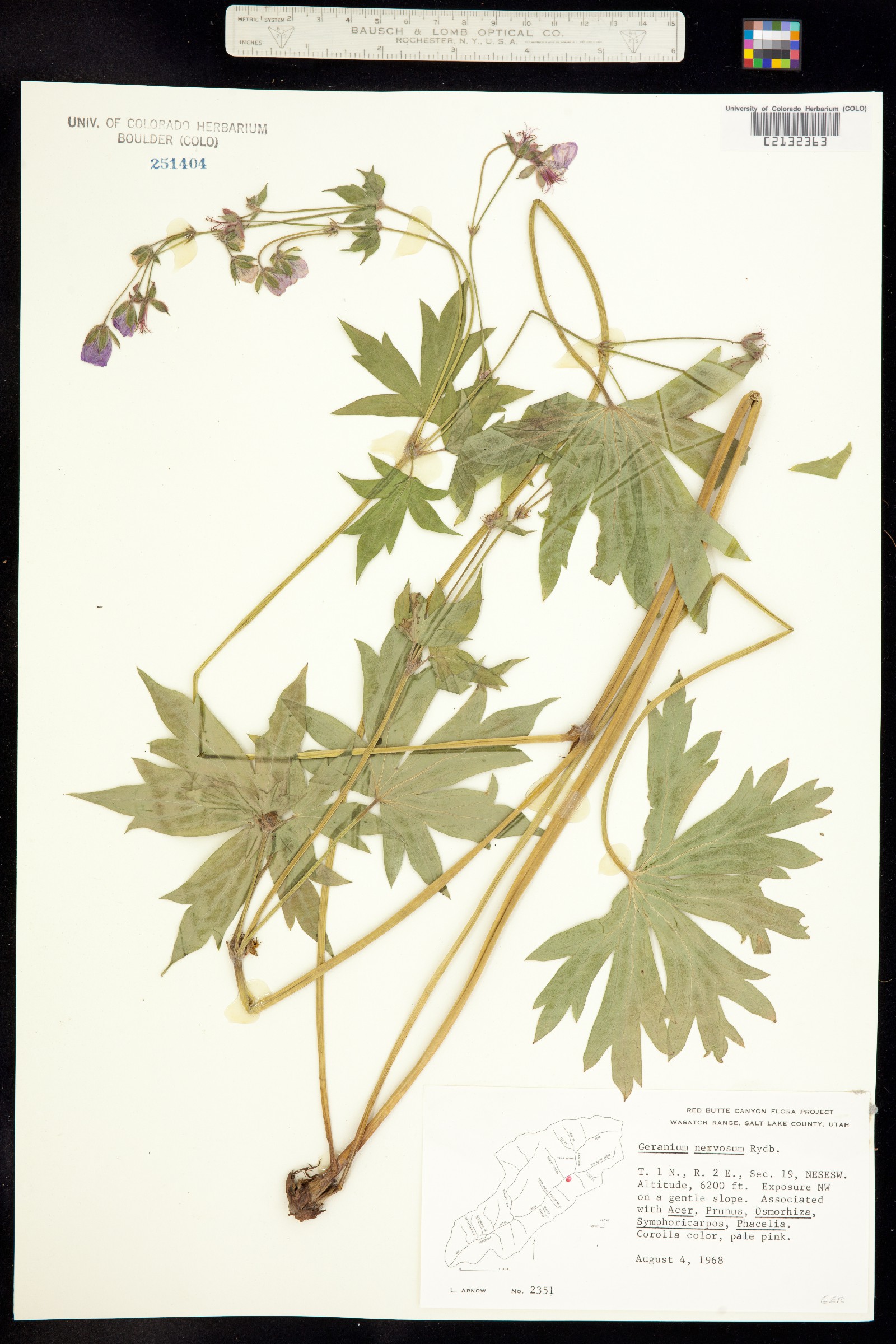 Geranium viscosissimum var. incisum image