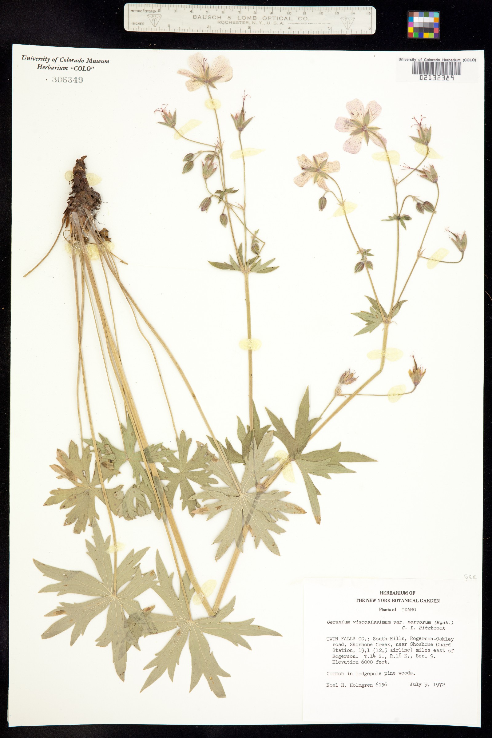 Geranium viscosissimum image