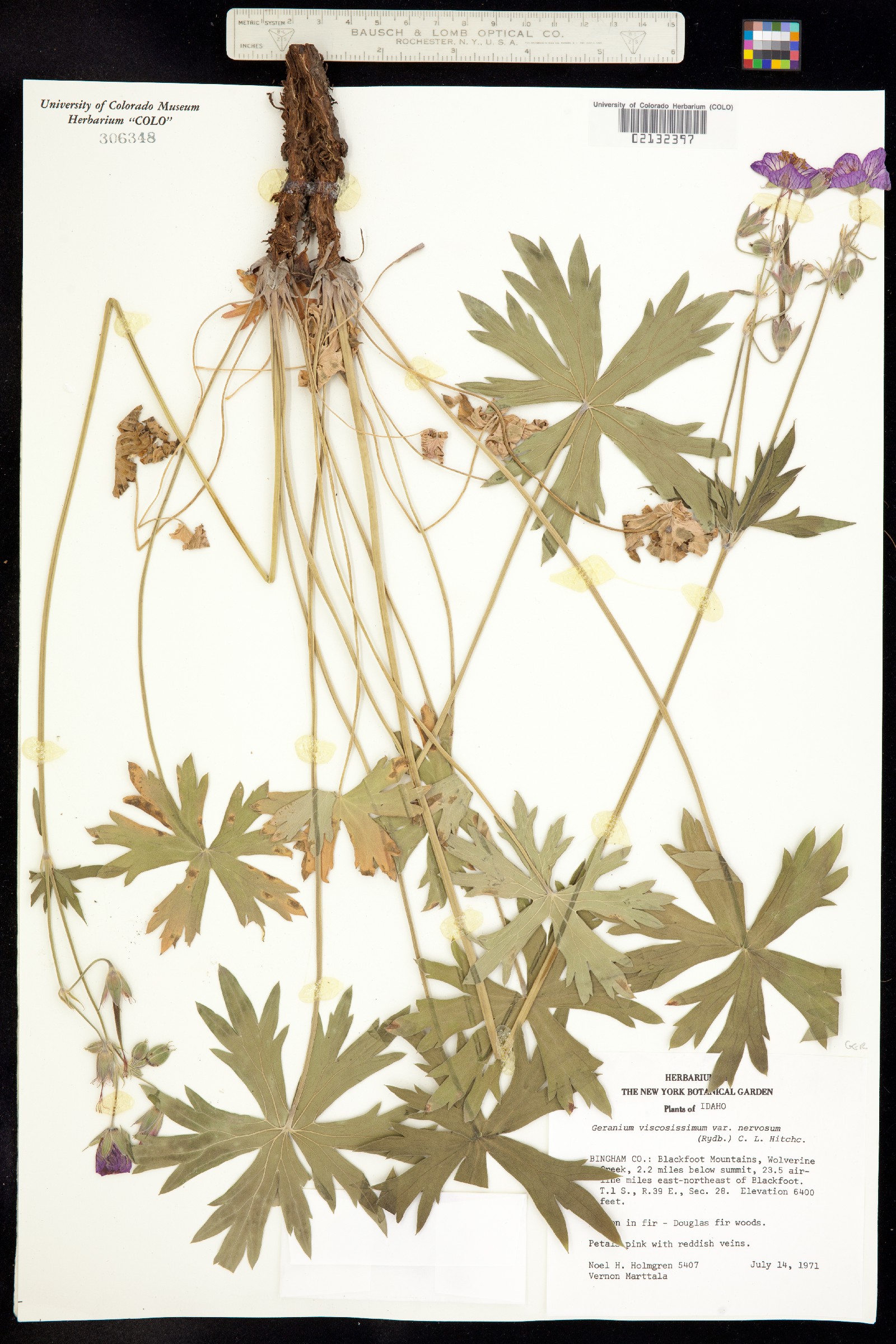 Geranium viscosissimum var. incisum image