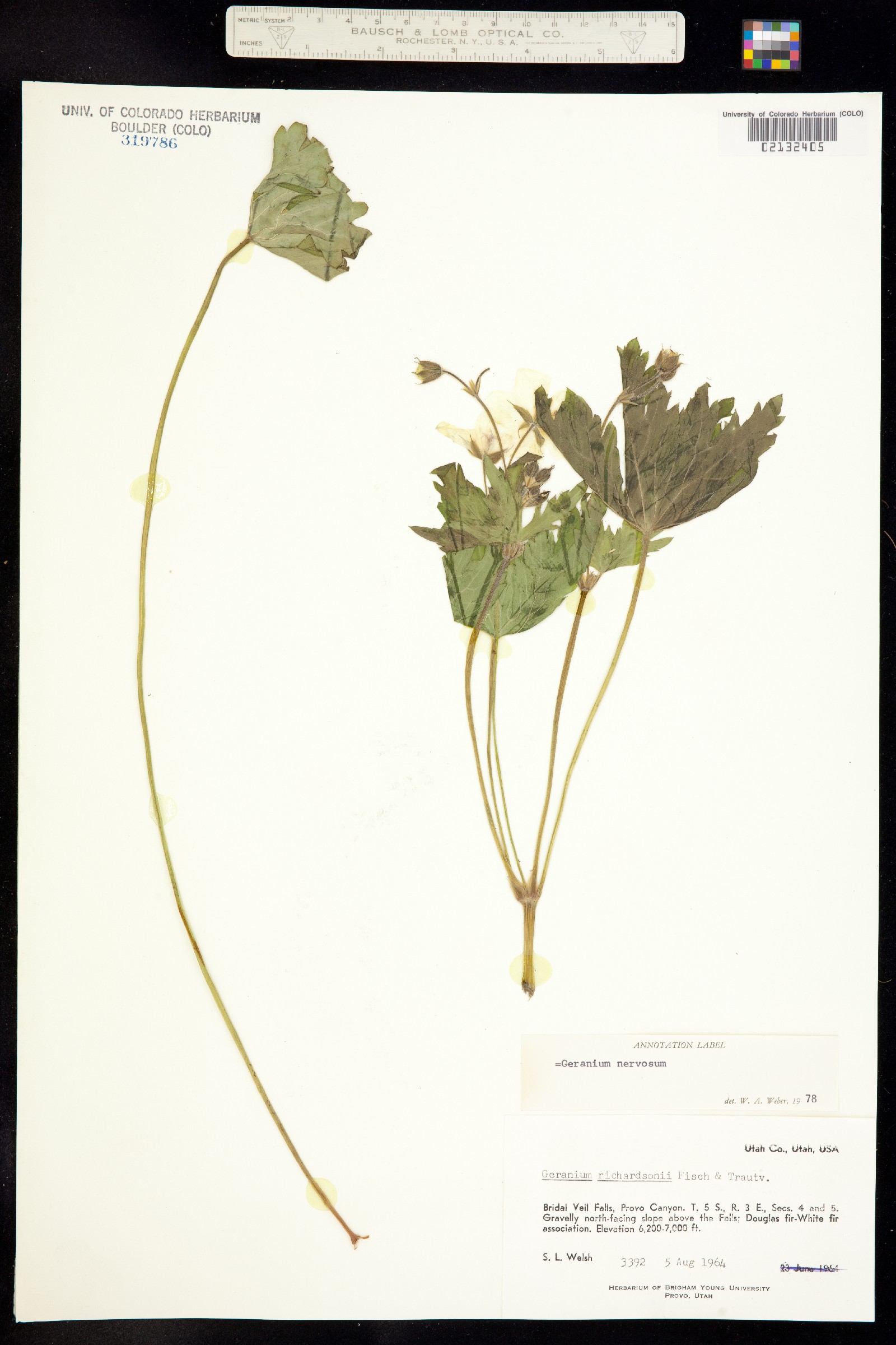 Geranium viscosissimum image