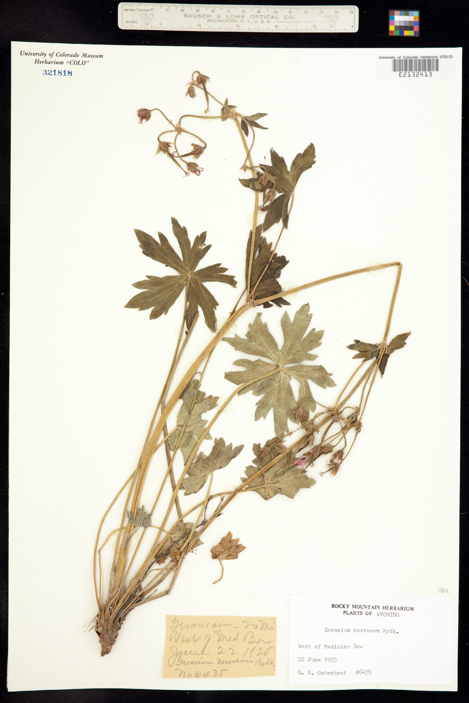 Geranium viscosissimum image