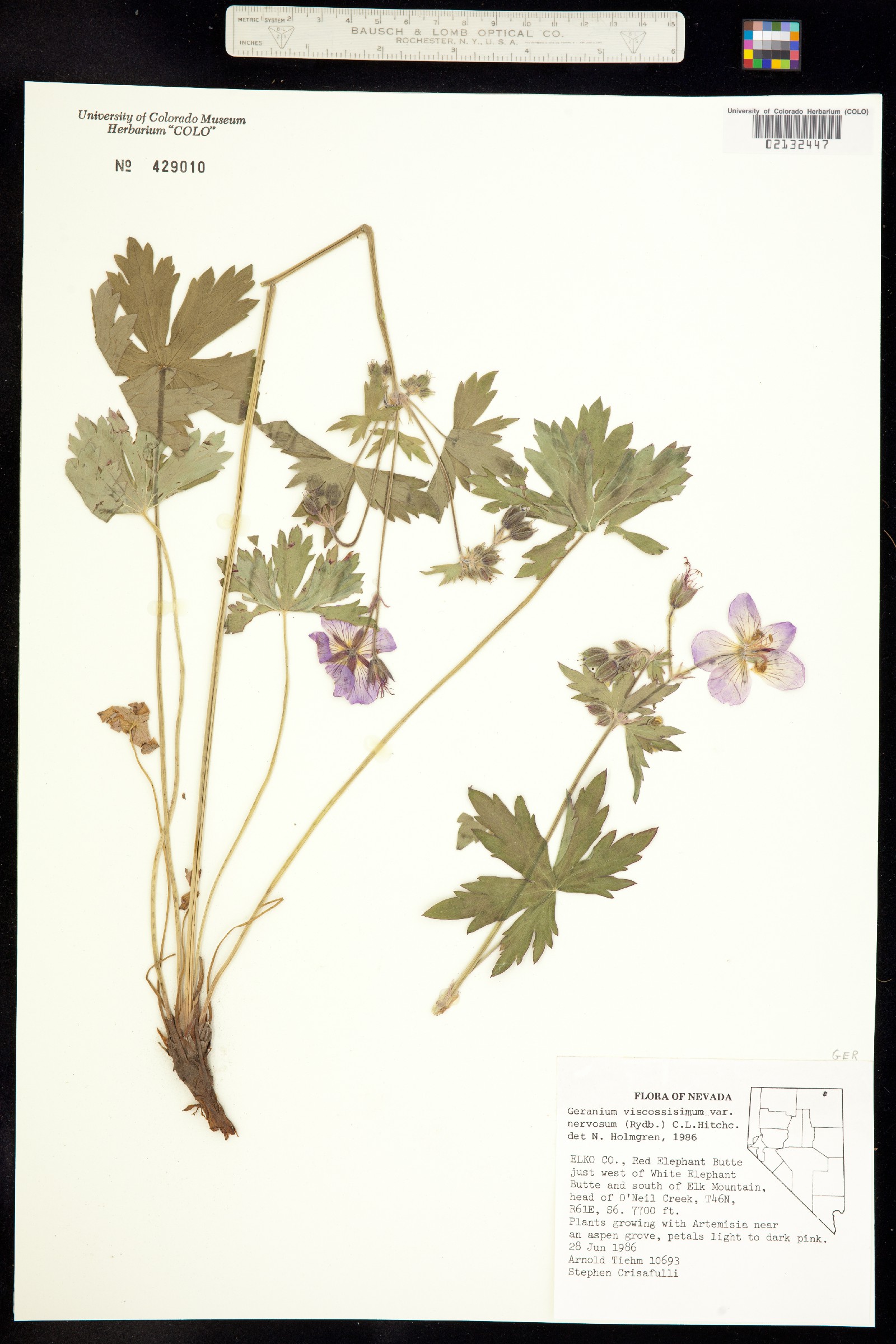 Geranium viscosissimum var. incisum image