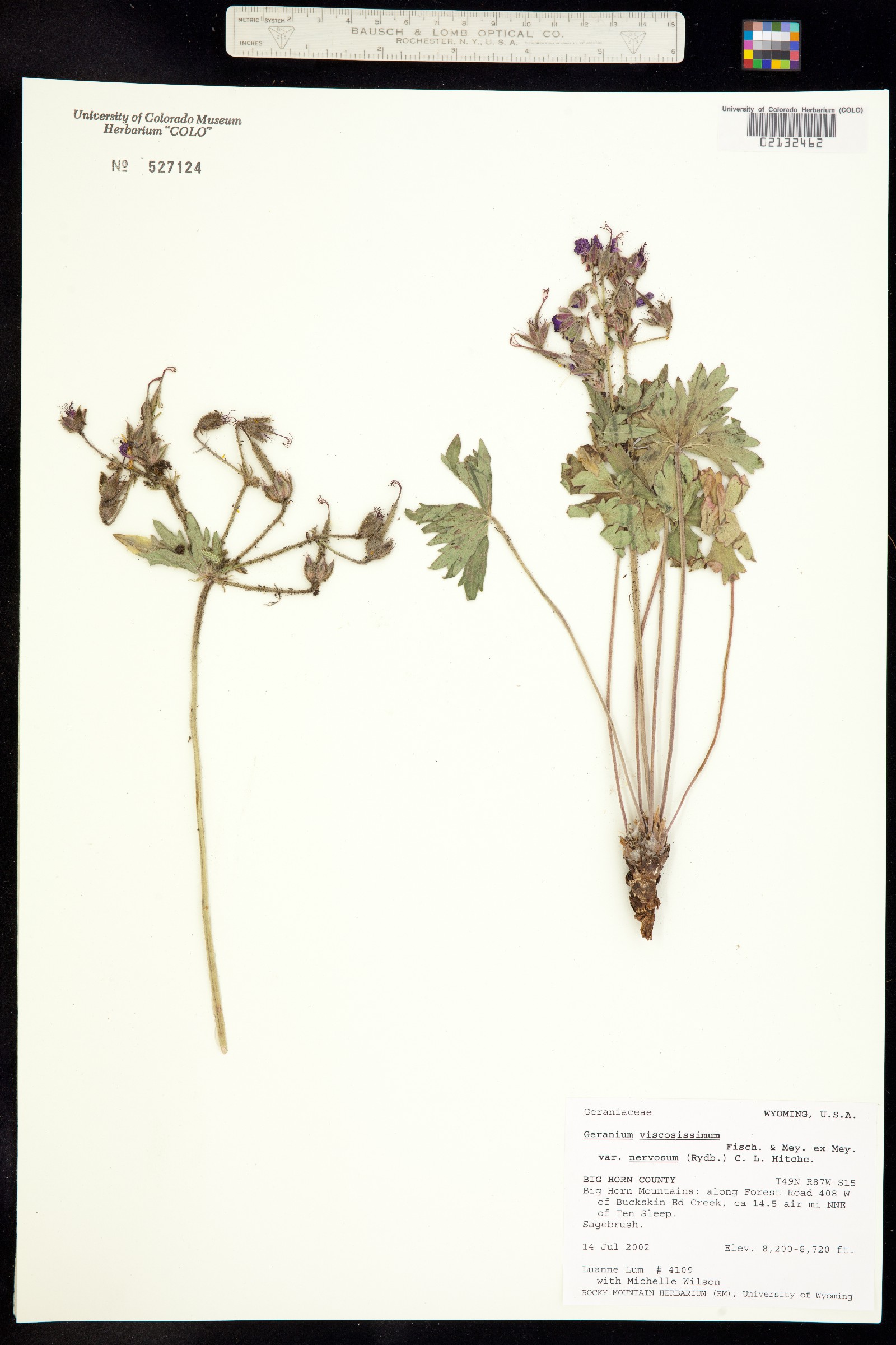 Geranium viscosissimum image