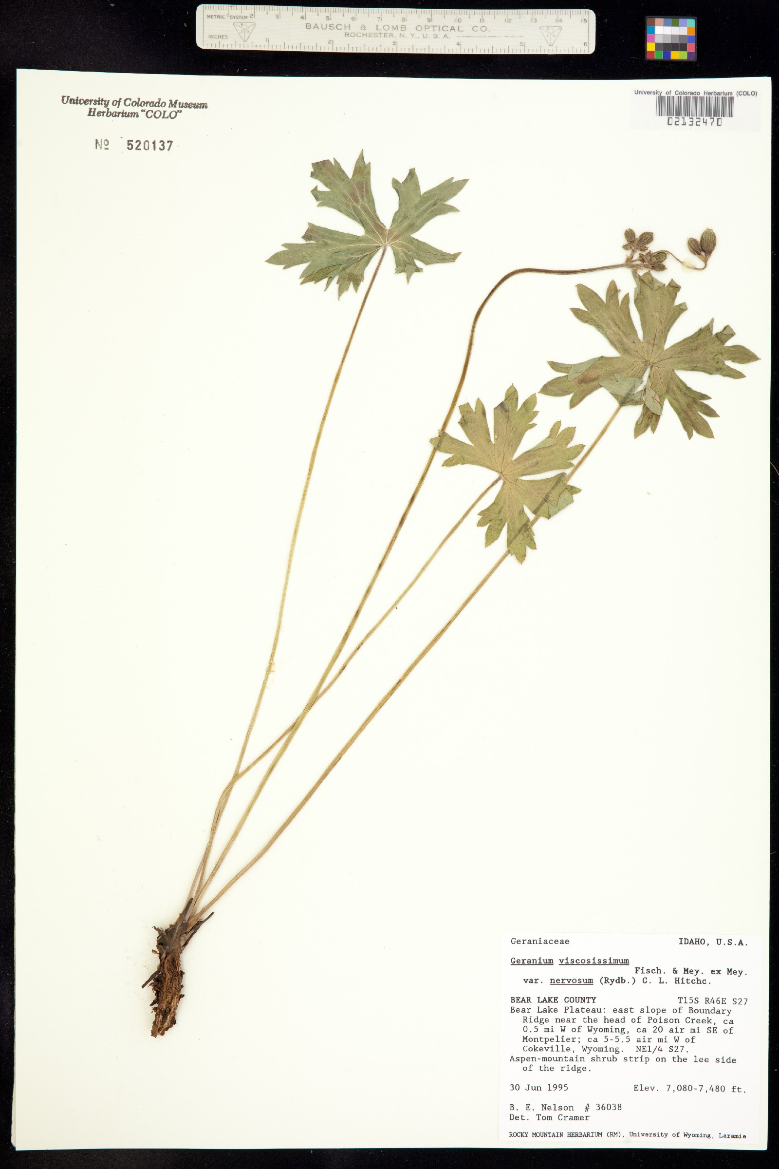 Geranium viscosissimum var. incisum image