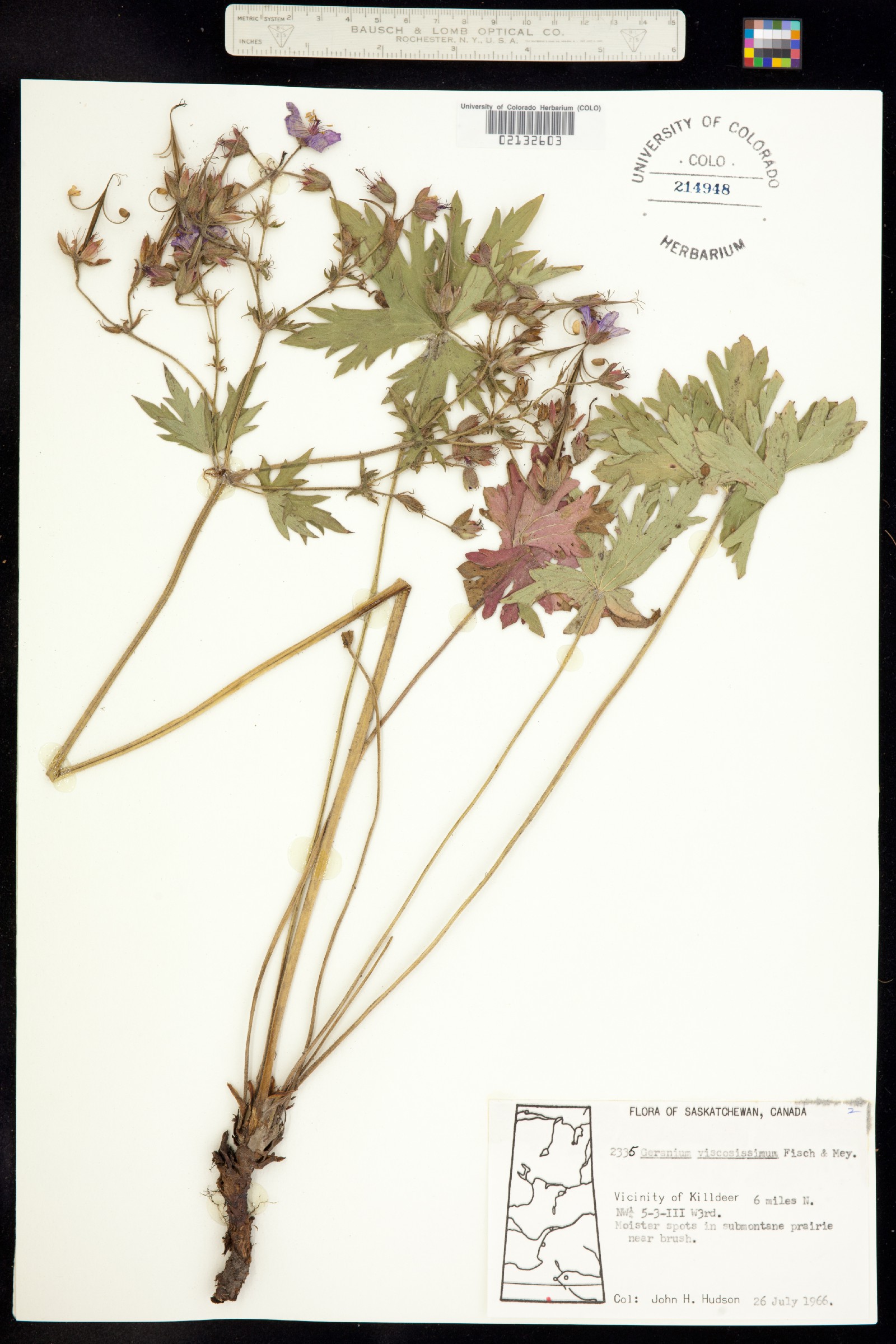Geranium viscosissimum image