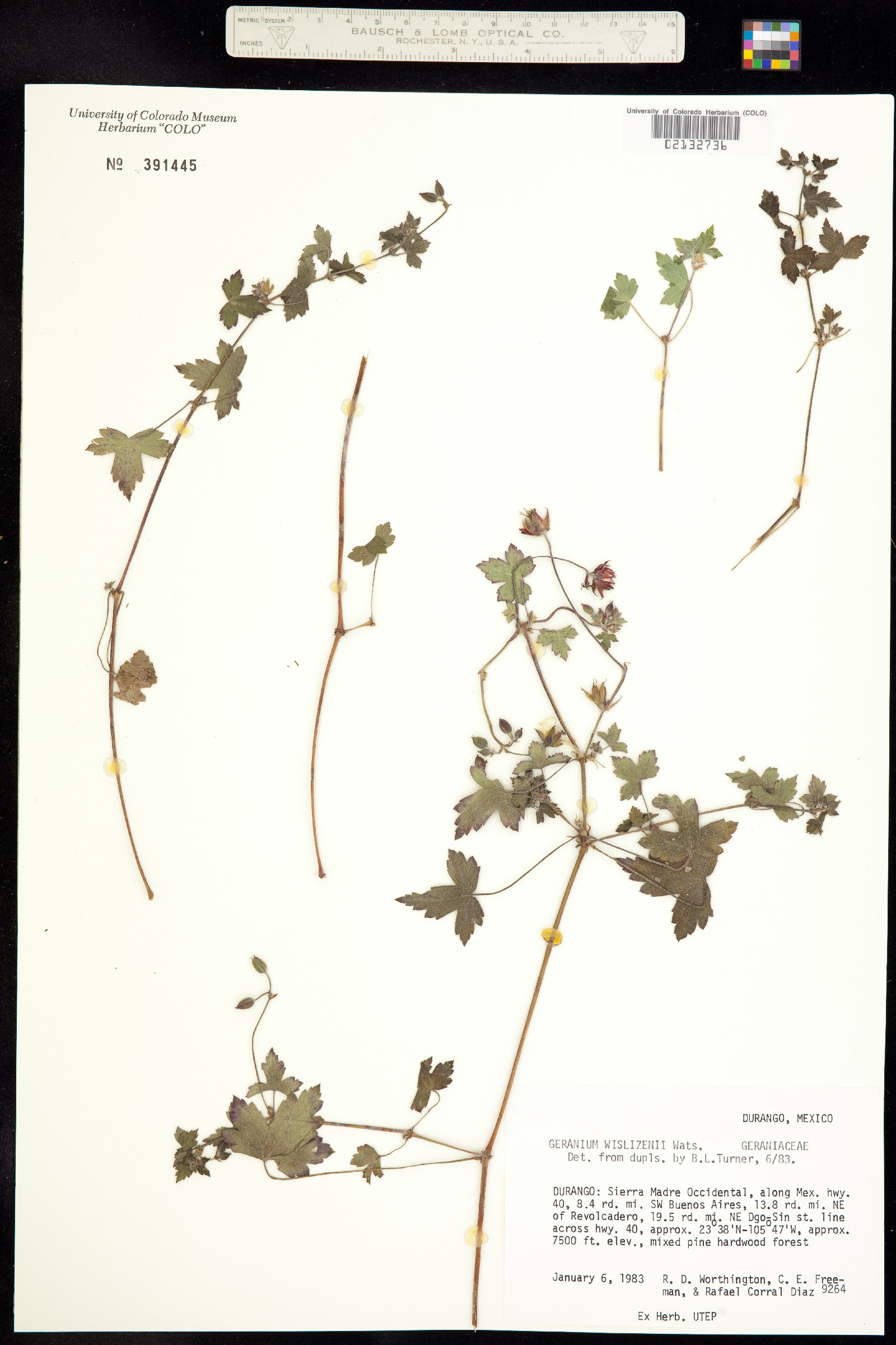 Geranium wislizeni image