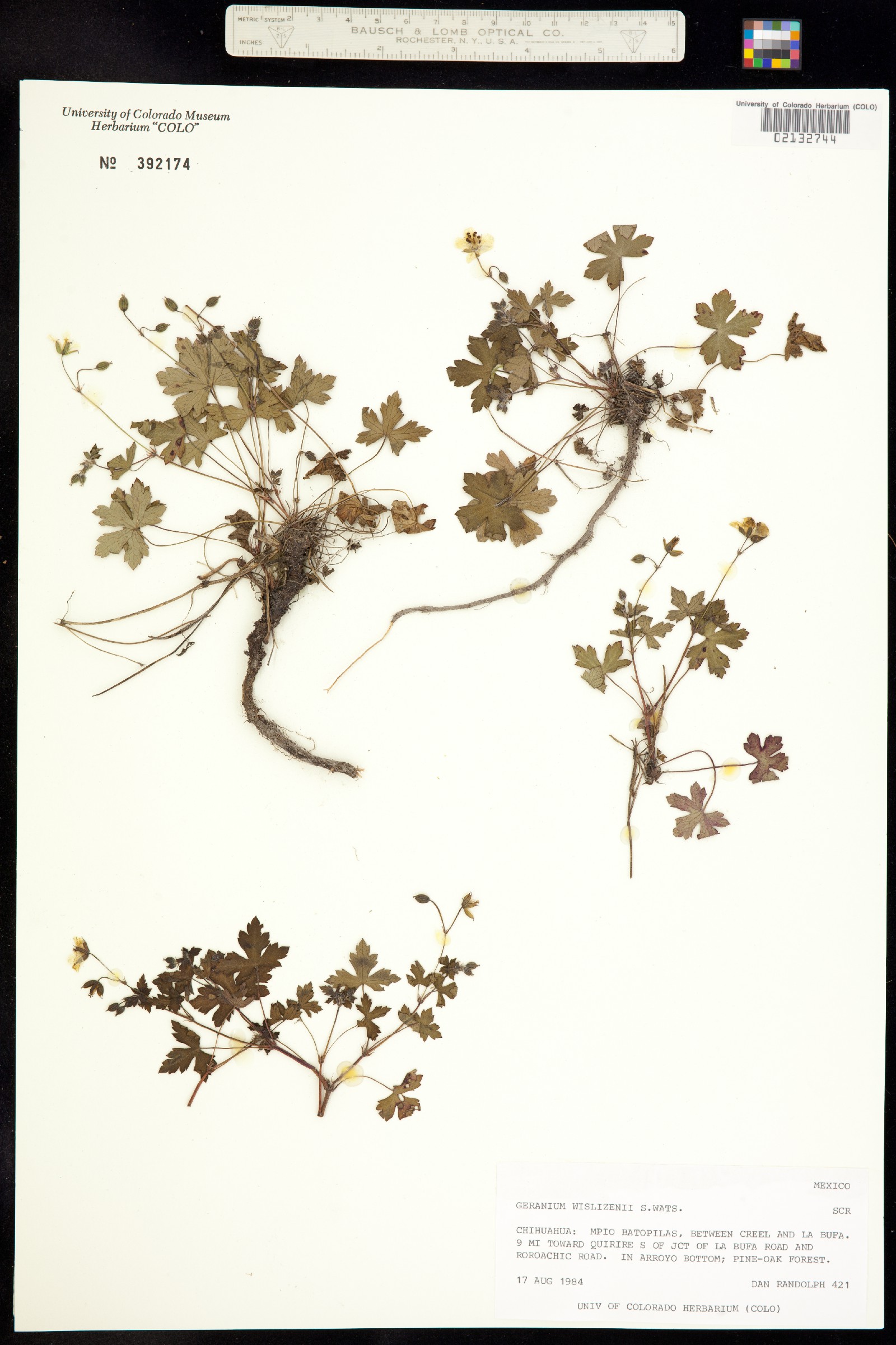 Geranium wislizeni image