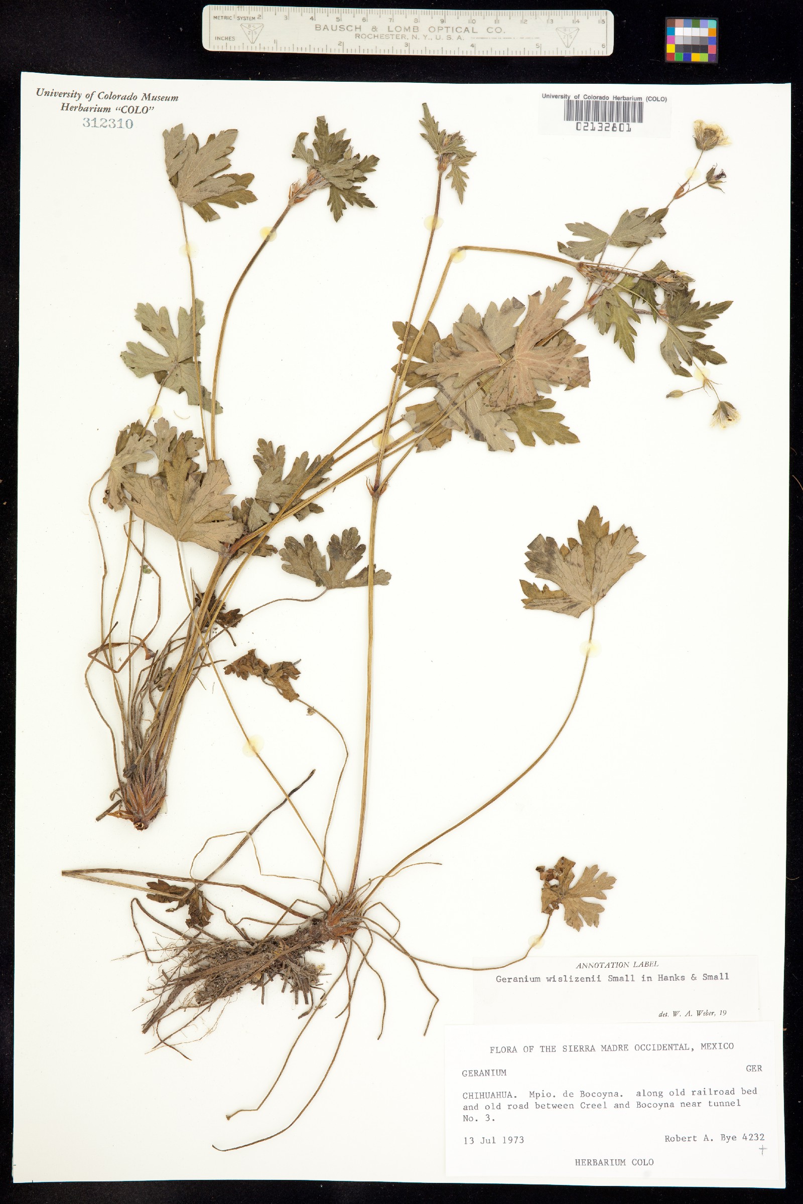 Geranium wislizeni image