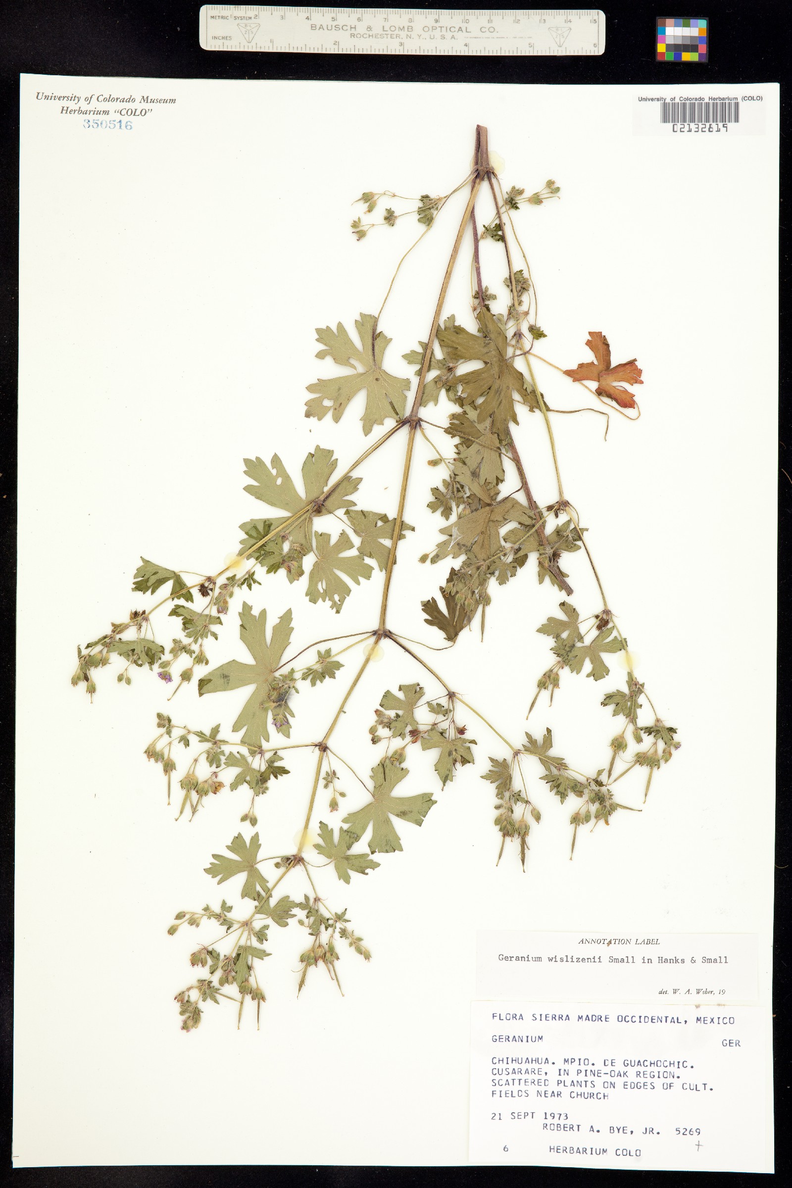 Geranium wislizeni image