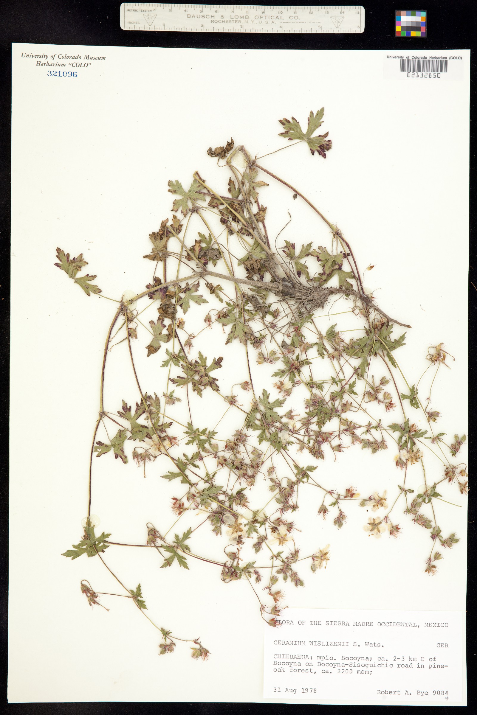 Geranium wislizeni image