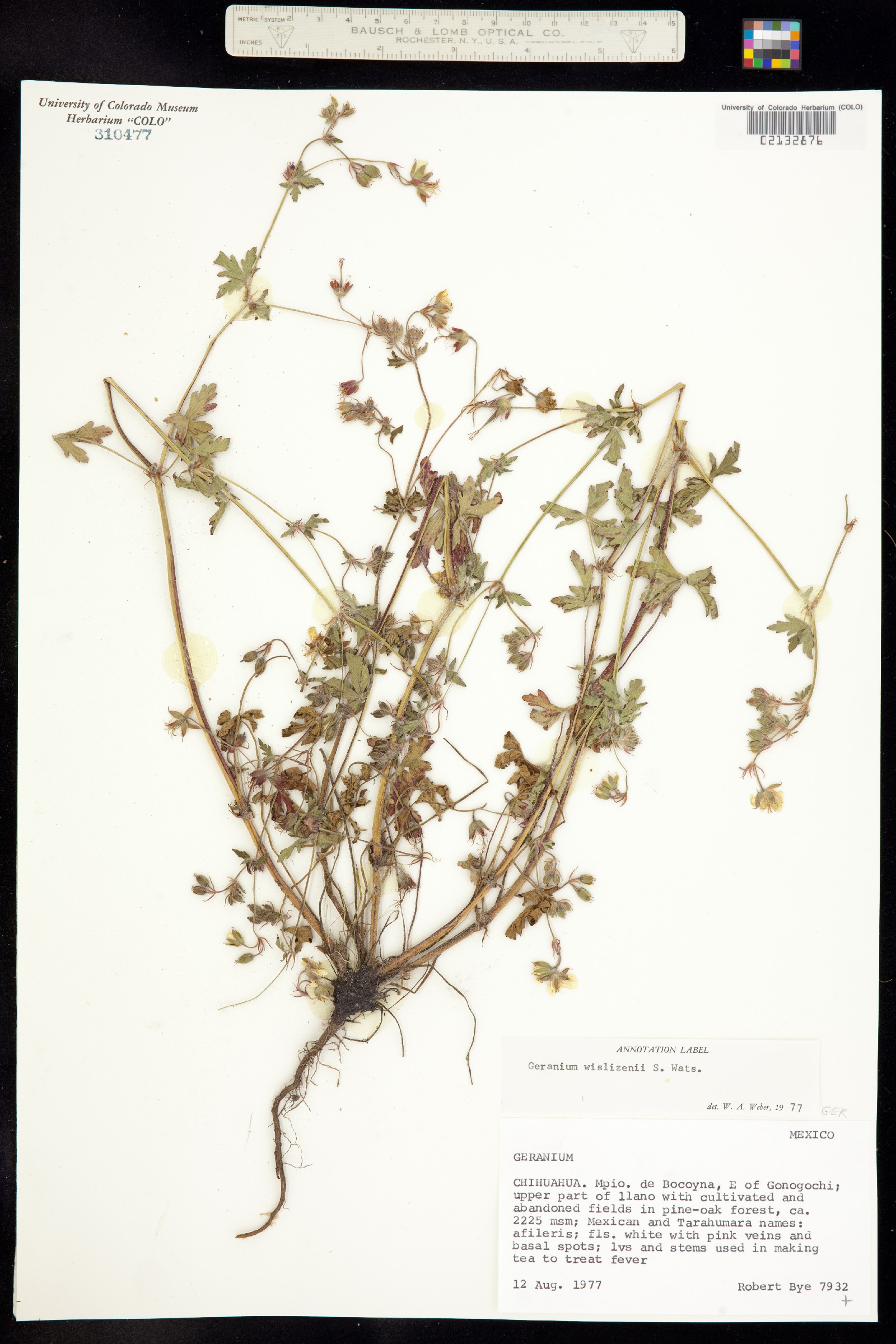 Geranium wislizeni image
