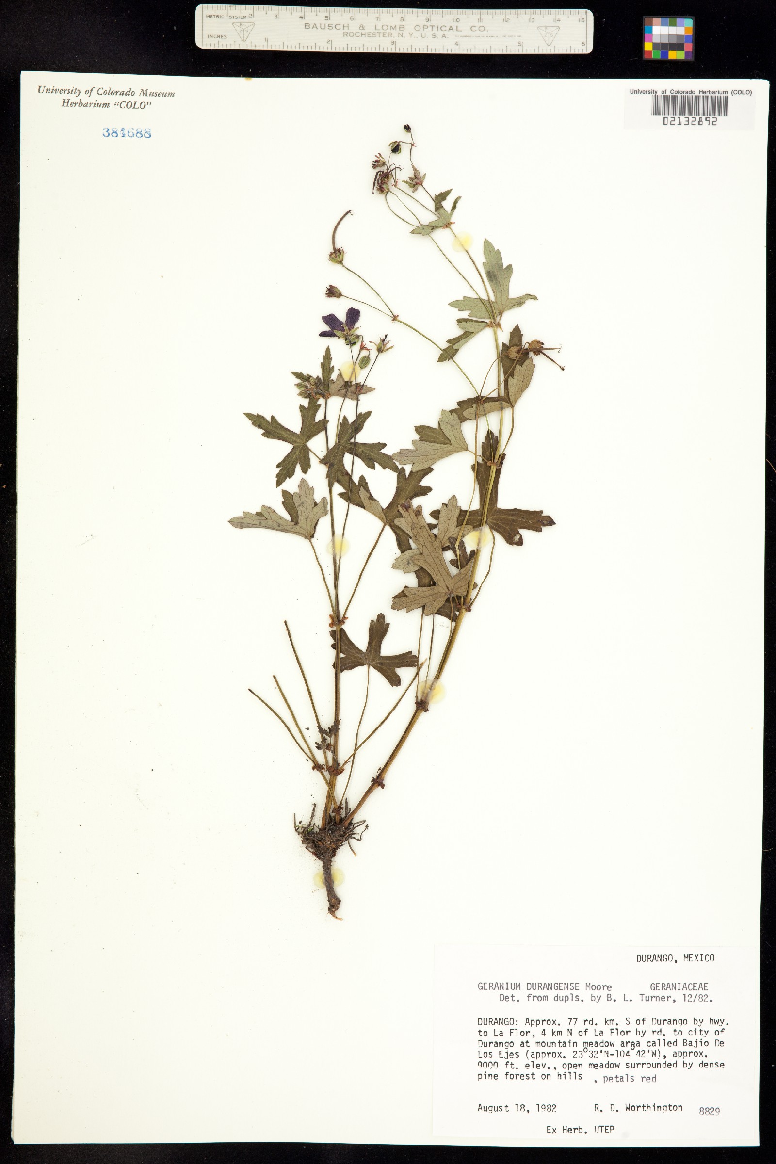 Geranium durangense image