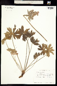 Image of Geranium oreganum